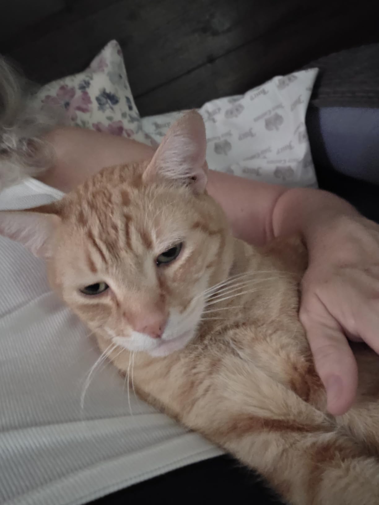 Veken Innovation Award Winner 95oz/2.8L Pet Fountain, Automatic Cat Water Fountain Dog Water Dispenser with Replacement Filters for Cats, Dogs, Multiple Pets (Grey, Plastic) customer photo 1