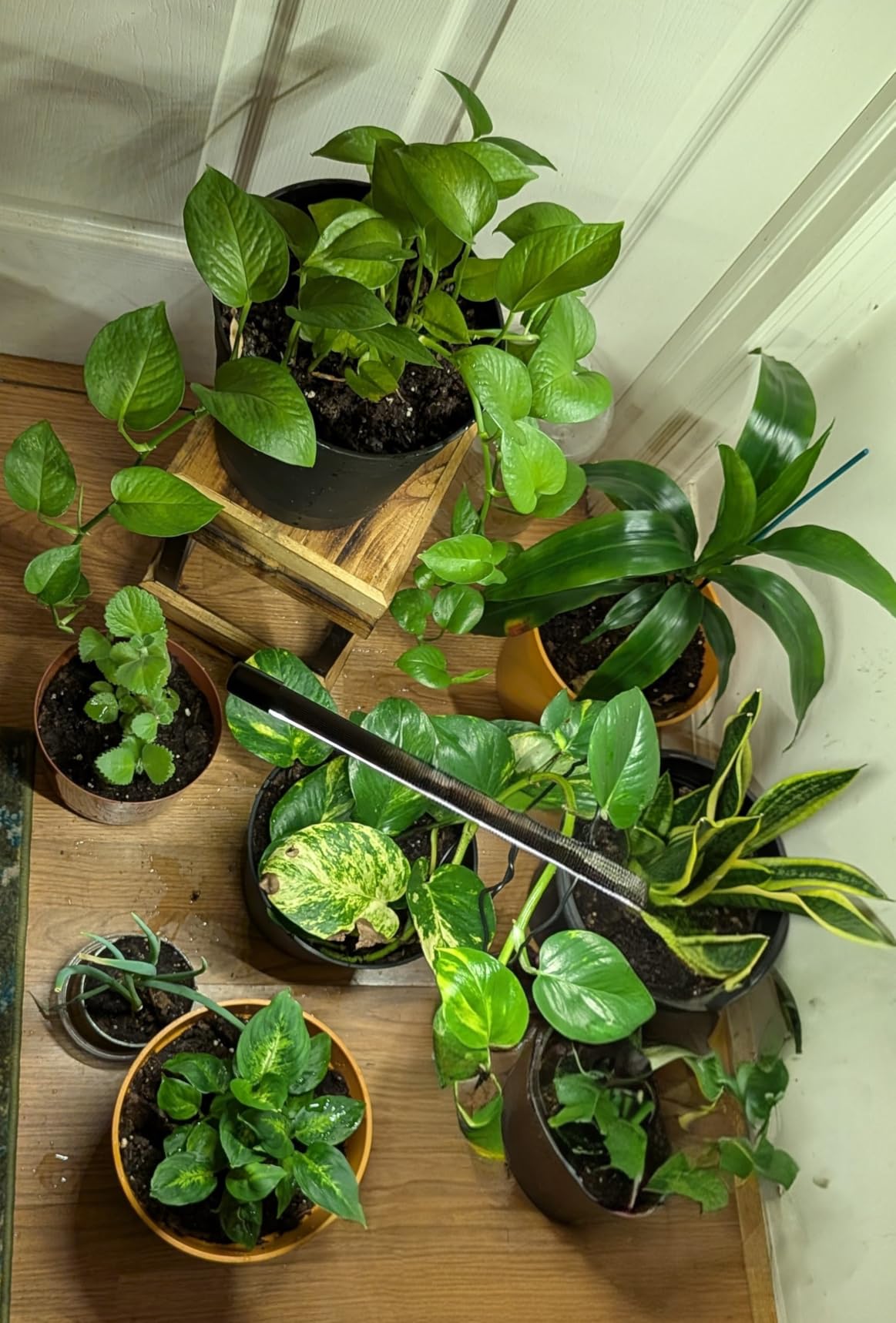 bseah Grow Light Plant Lights for Indoor Plants, Full Spectrum Plant Grow Lamp, 10 Dimmable Levels, Auto ON & Off with 3/9/12H Timer customer photo 2