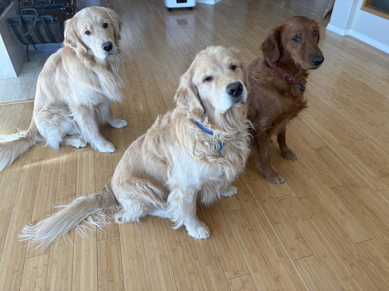 ALORAIR PureAiro HEPA Max 770 industrial Air Scrubber, 3-Stage Filtration System, GFCI Outlet, Negative Air Scrubber Water Damage Restoration Interior Decoration, Green customer photo 1