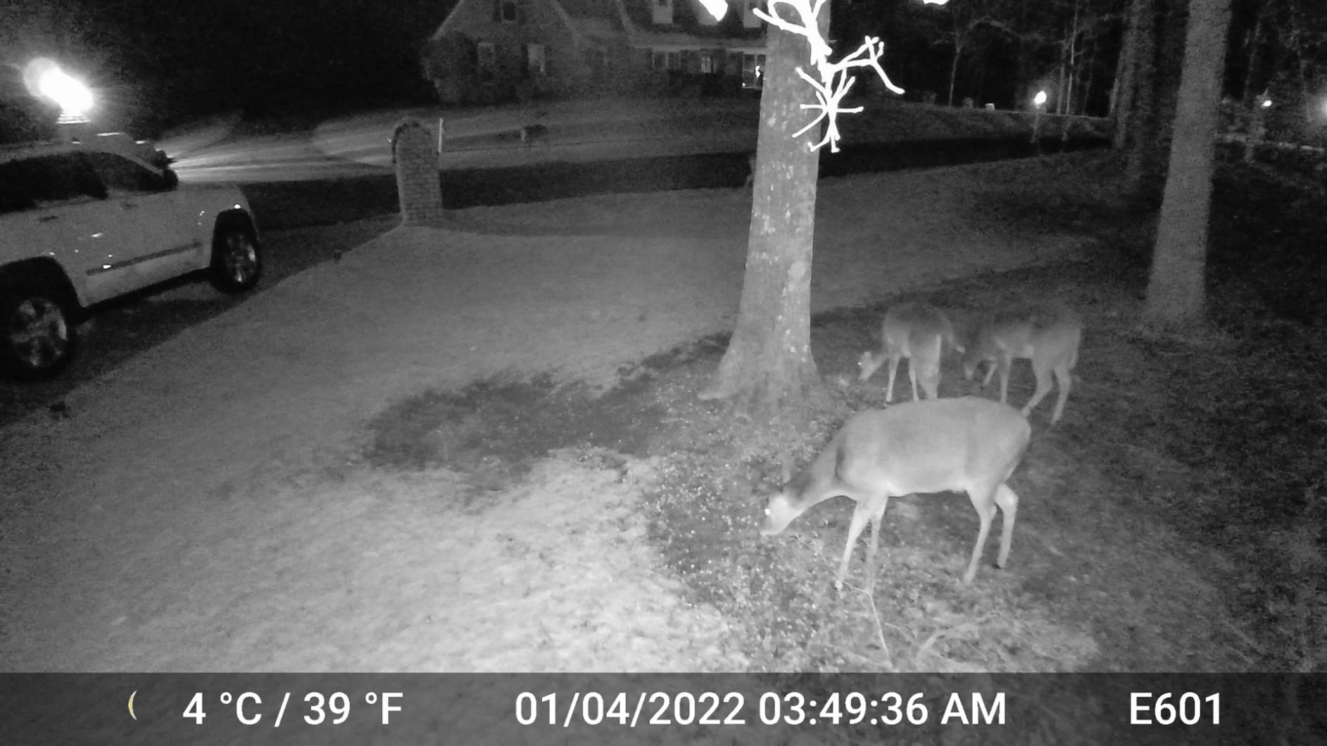 GardePro E6 WiFi Trail Camera (Non-Cellular), 64MP Photos, 1296P HD Video, App Control with Live View, 110° Wide-Angle, No-Glow Night Vision, Motion Activated customer photo 1