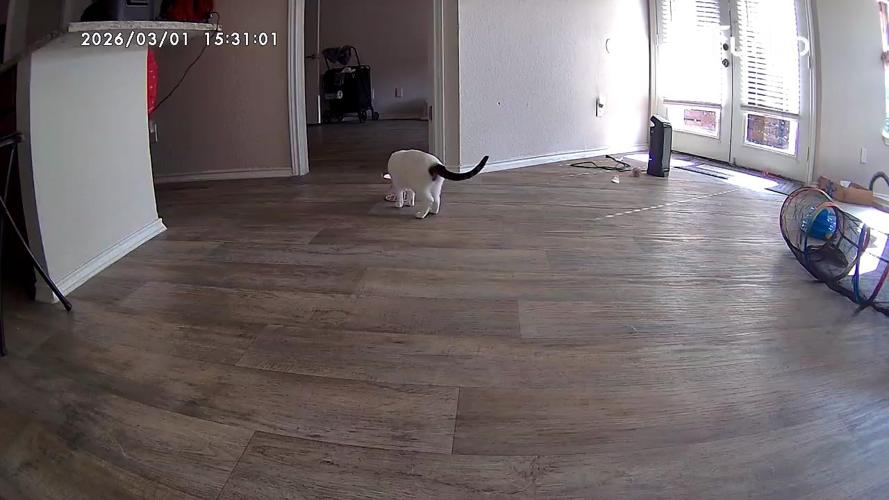 Furbo 360° Dog Camera: Pet Security Cam w/Barking Alerts, Rotating View, Treat Toss w/Phone App, Smart Home Puppy Monitoring, 2-Way Speaker, No Subscription Needed. Standard See, Talk, & Toss Features customer photo 2