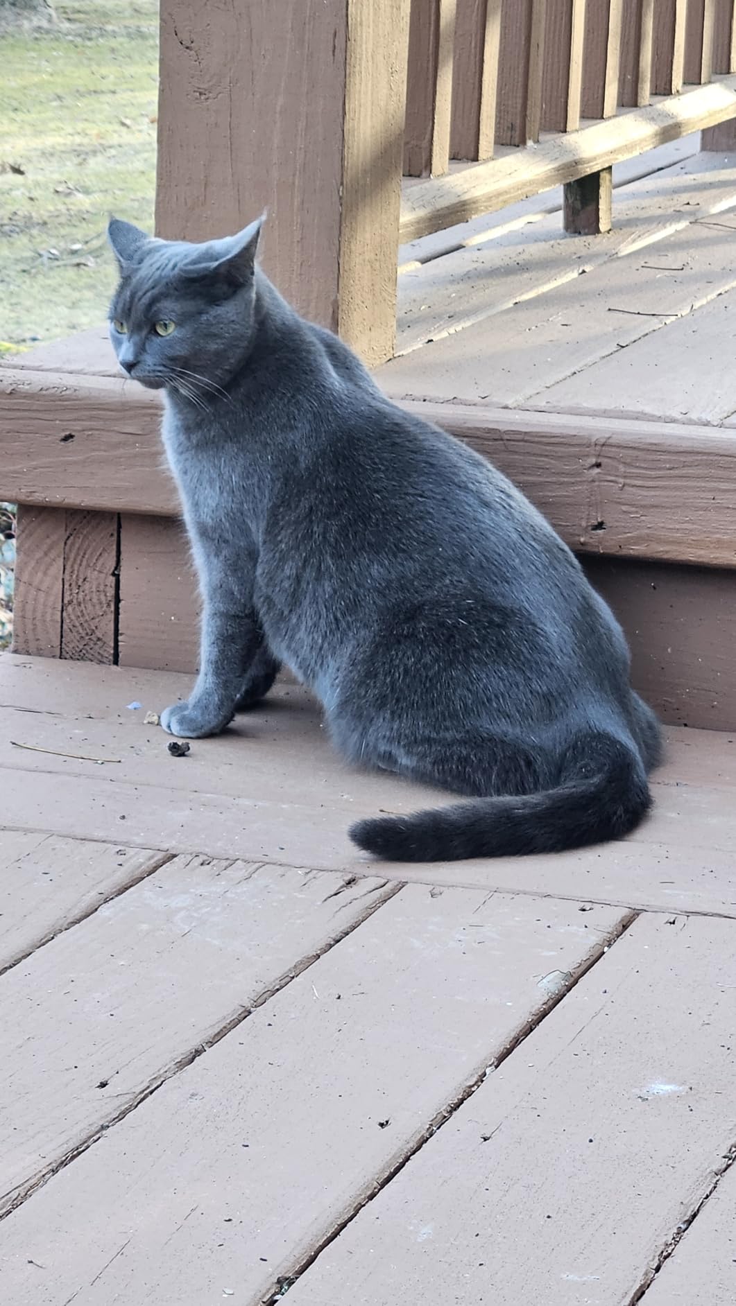 Wisdom Panel Complete: Comprehensive Cat DNA Test kit for 45 Health Genetic Health Conditions, 70+ Breeds and populations, 25+ Traits, Blood Type - Pack of 1 customer photo 1