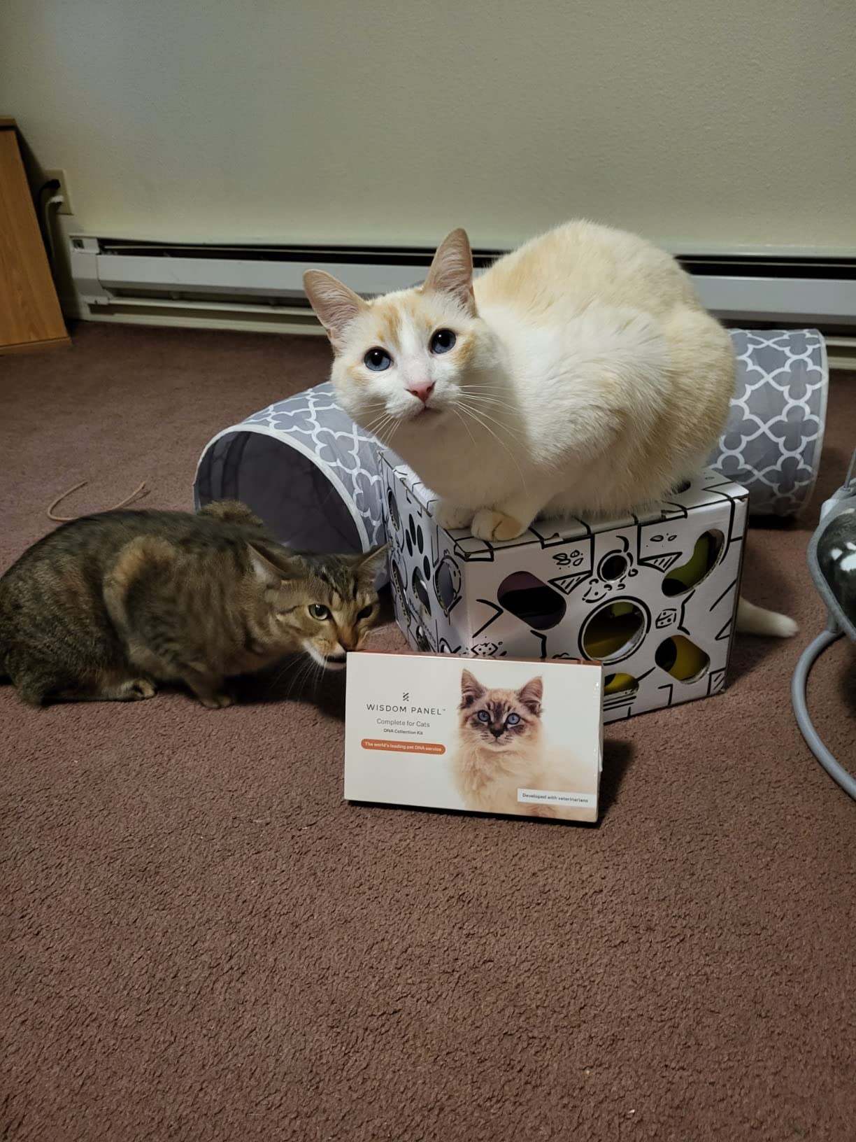 Wisdom Panel Complete: Comprehensive Cat DNA Test kit for 45 Health Genetic Health Conditions, 70+ Breeds and populations, 25+ Traits, Blood Type - Pack of 1 customer photo 2