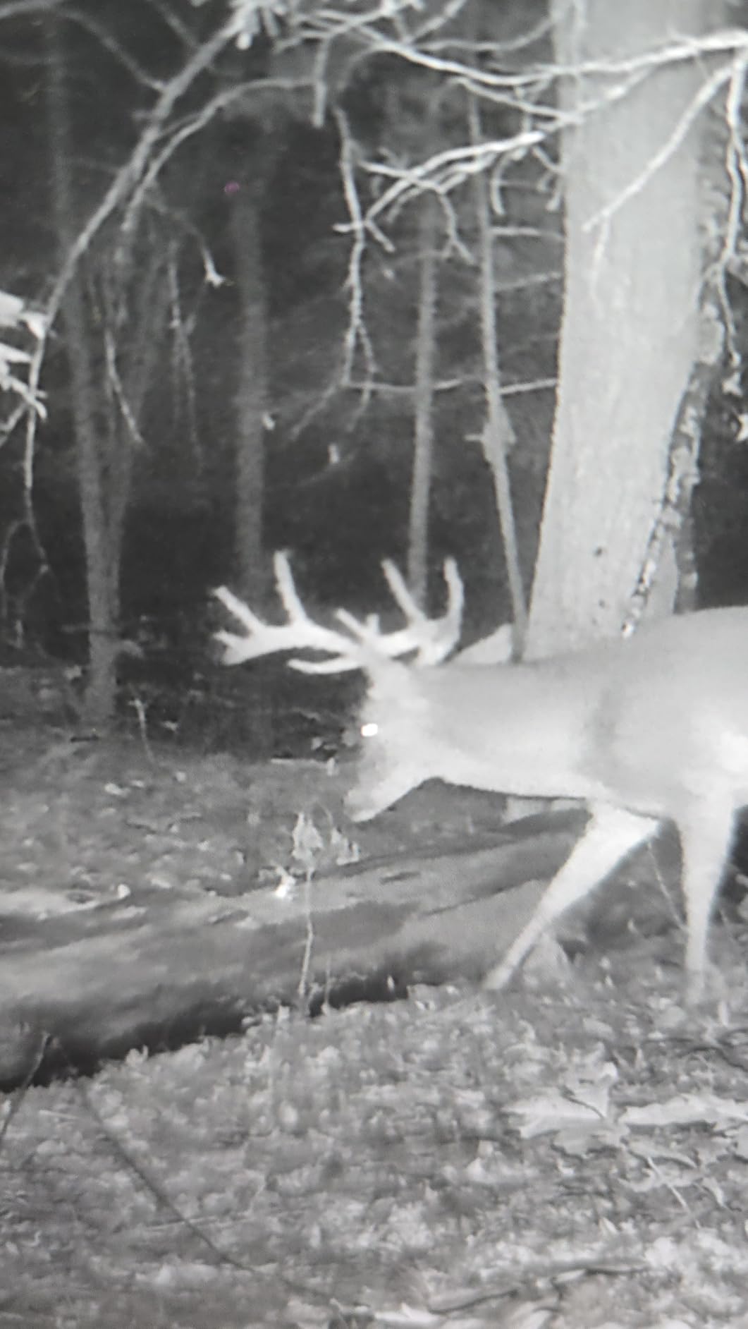 GardePro E5S Trail Camera (Non-Cellular, Non-WiFi), 64MP Photo & 1296P HD Video, 0.1s Trigger, 100ft No-Glow Night Vision, Motion Activated Wildlife Camera customer photo 1