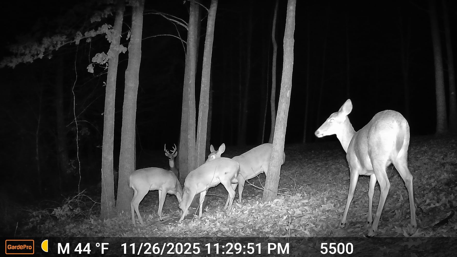 GardePro E5S Trail Camera (Non-Cellular, Non-WiFi), 64MP Photo & 1296P HD Video, 0.1s Trigger, 100ft No-Glow Night Vision, Motion Activated Wildlife Camera customer photo 2