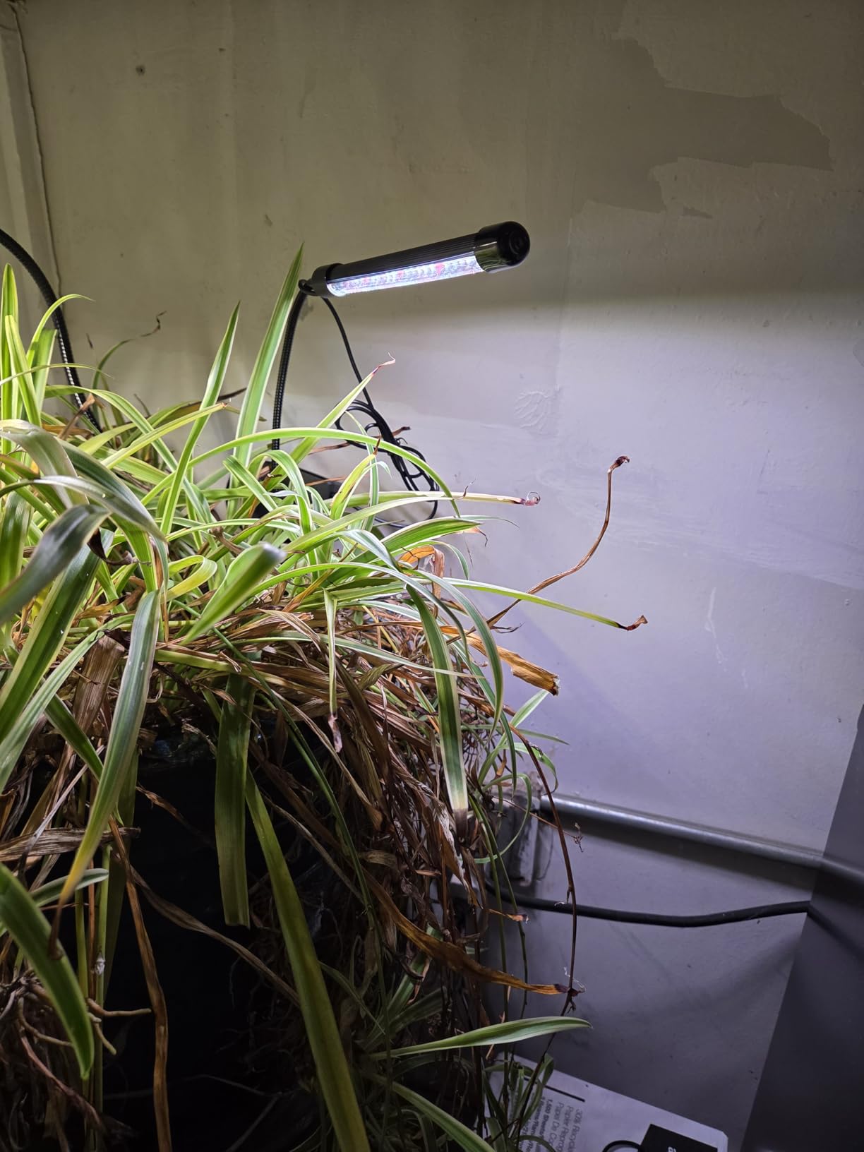 Juhefa Grow Light for Indoor Plants Growing, 6000K Full Spectrum Gooseneck Plant Lamp for Seedings Succulents Small Plants, Auto On/Off Timing & 5 Dimming, 1-Pack customer photo 1