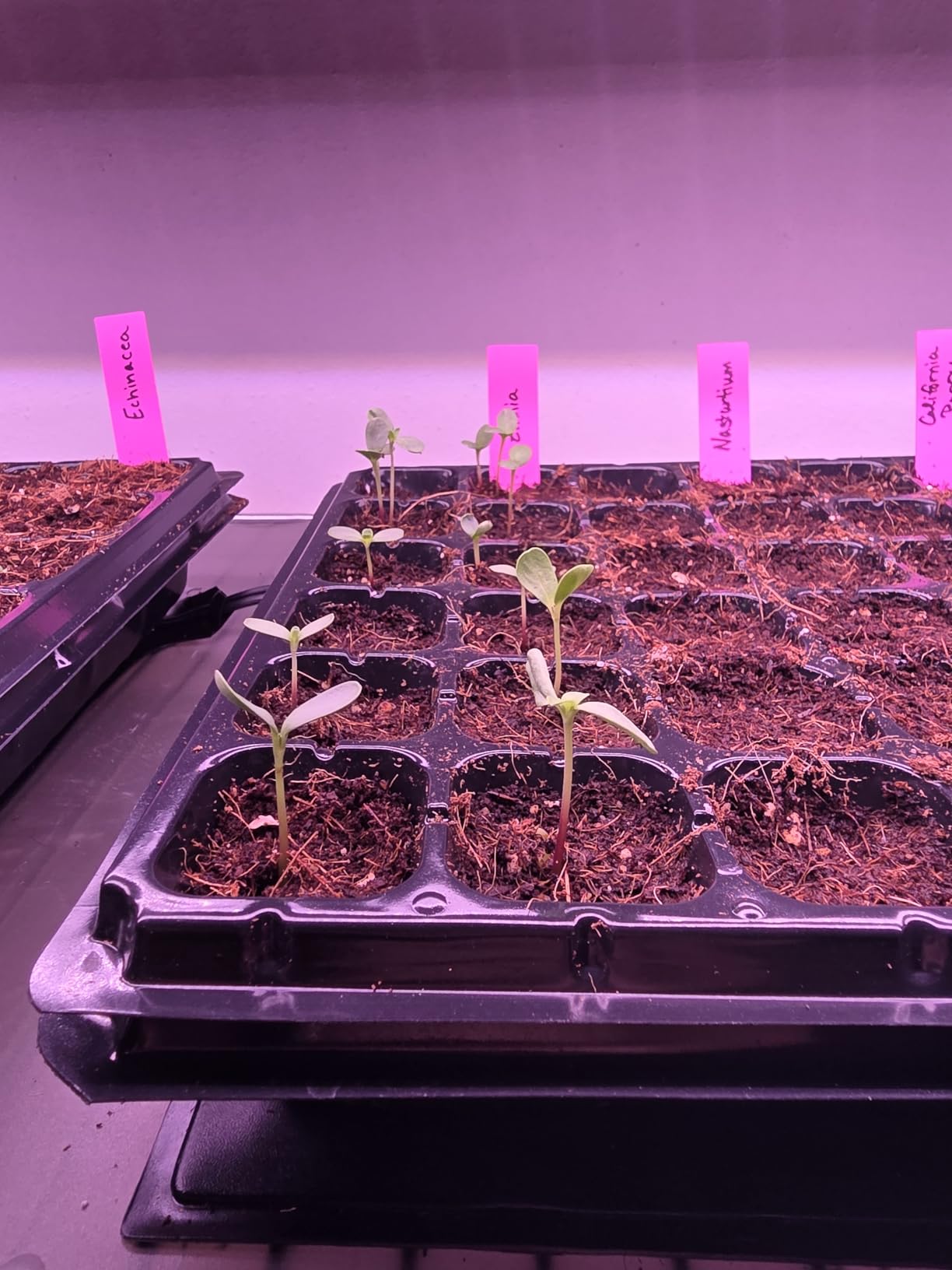 Barrina Plant Grow Lights, 4FT 5000K Full Spectrum Daylight White, 252W(6 x 42W, 1400W Equivalent), T8 LED Grow Light Strips, Growing Lamp Fixture, Plant Lights for Indoor Plants, Greenhouse, 6-Pack customer photo 1