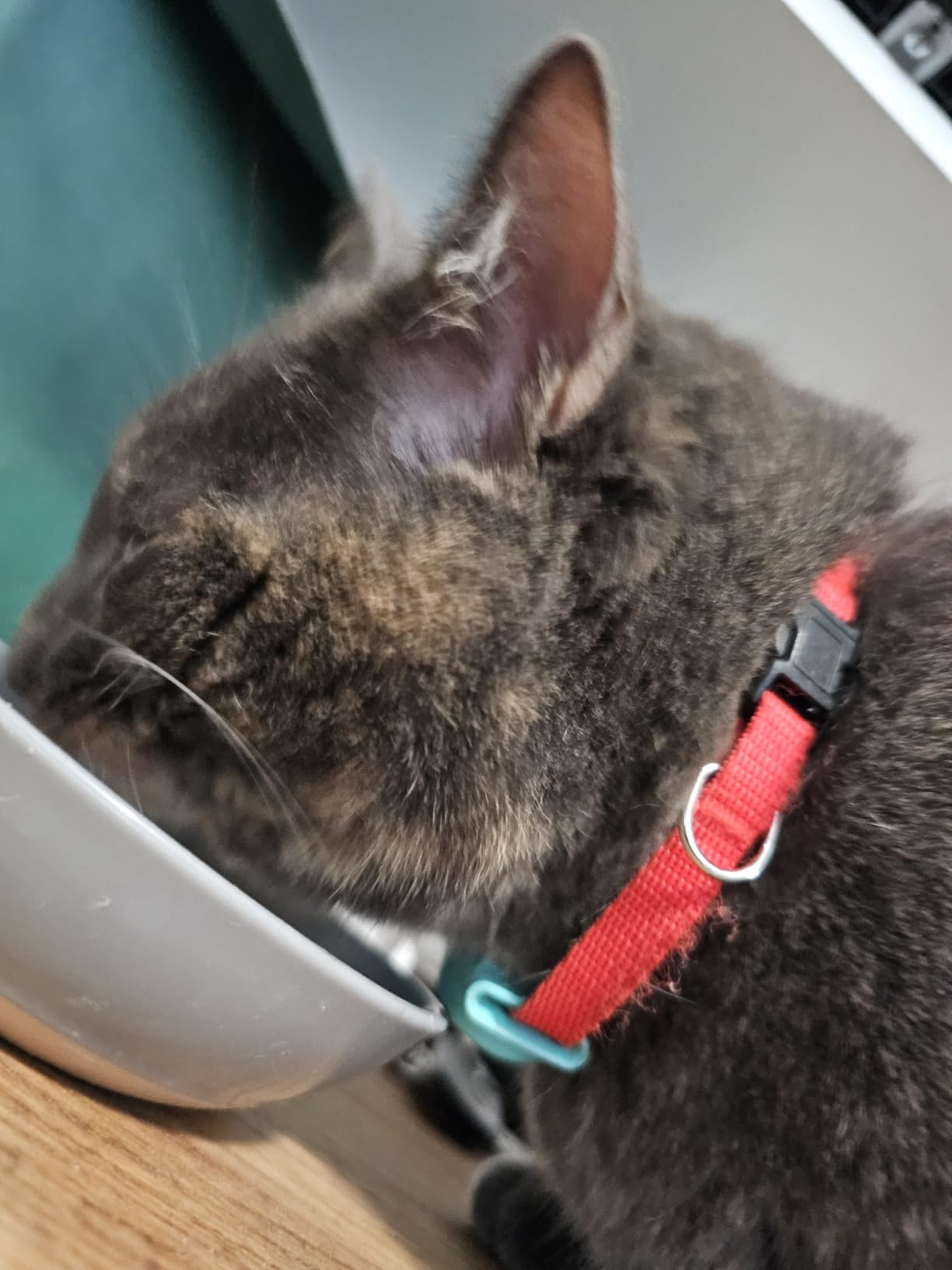 Tabcat V2 Cat & Kitten Tracker - No Monthly Subscription Fee | 2 Lightweight Homing Tags, Cases & Tracking Handset | More Accurate Than GPS | Track 2 Cats Indoors & Outdoors to 1