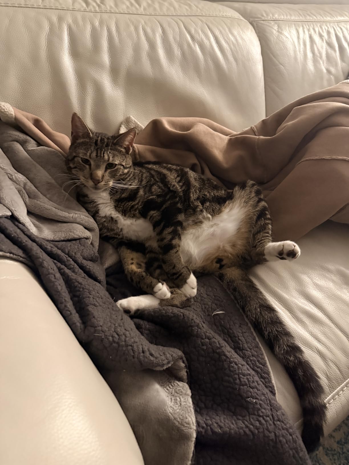 Tabcat V2 Cat & Kitten Tracker - No Monthly Subscription Fee | 2 Lightweight Homing Tags, Cases & Tracking Handset | More Accurate Than GPS | Track 2 Cats Indoors & Outdoors to 1