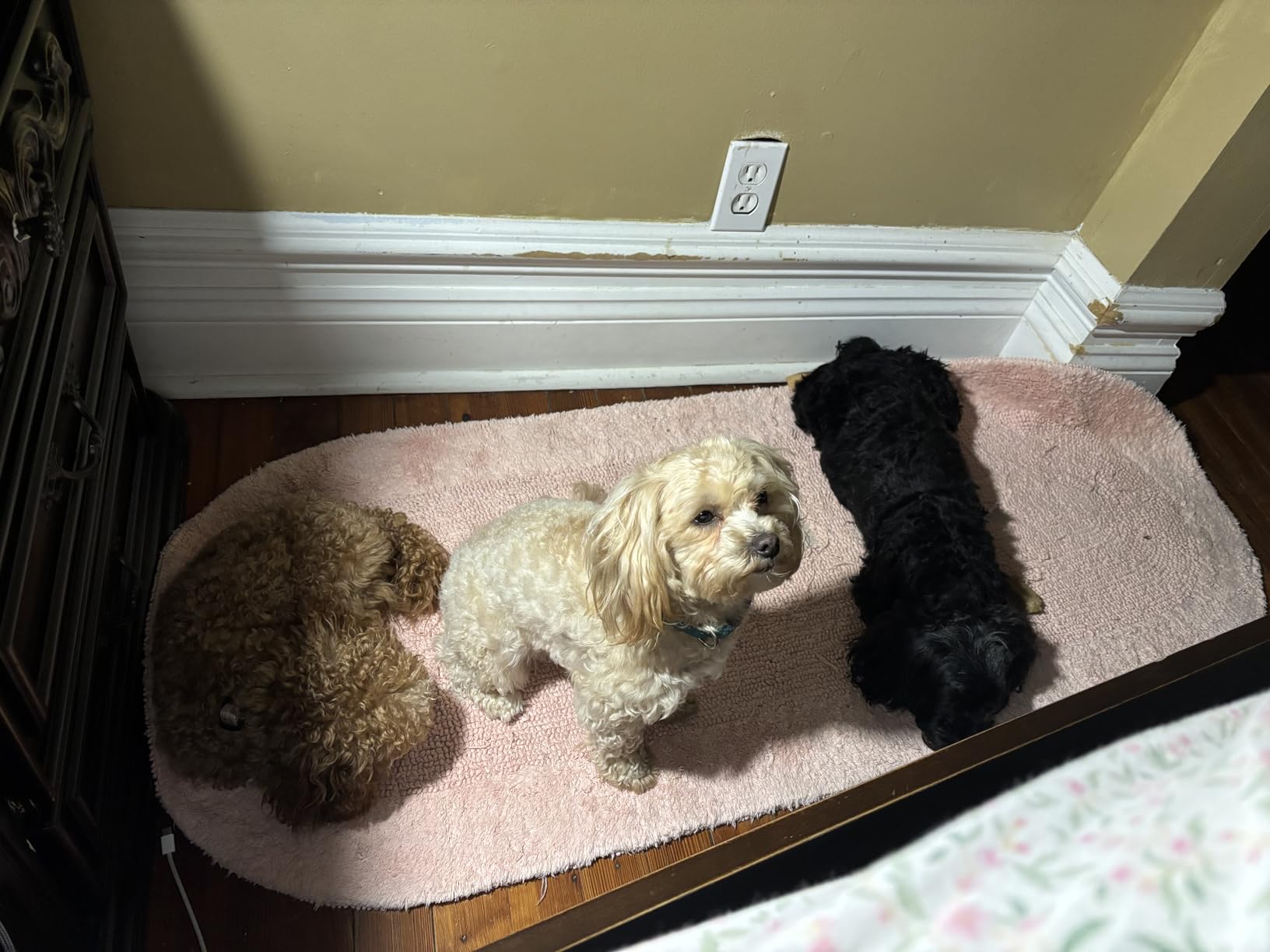 Neakasa P2 Pro Dog Grooming Kit, Dog Clippers Vacuum Suction 99% Hair, Pet Grooming with 5 Proven Tools, 2L Large-Capacity Easy Empty Dustbin for Dogs Cats Animals customer photo 1