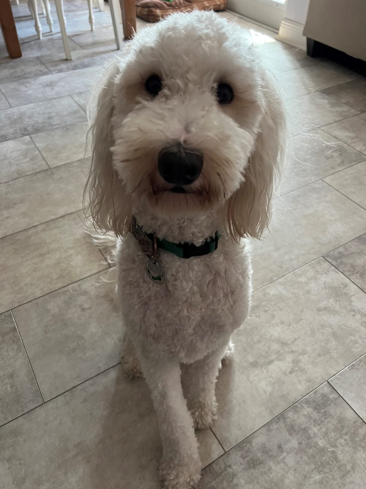 Neakasa P2 Pro Dog Grooming Kit, Dog Clippers Vacuum Suction 99% Hair, Pet Grooming with 5 Proven Tools, 2L Large-Capacity Easy Empty Dustbin for Dogs Cats Animals customer photo 2