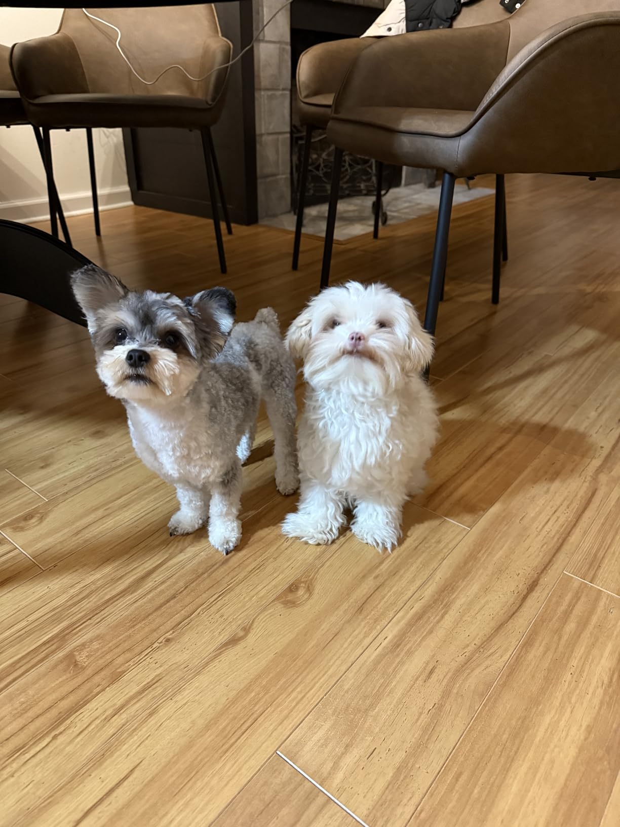 oneisall Dog Grooming Vacuum, Pet Grooming Vacuum with Clipper Nail Grinder, 1.5L Dust Cup Dog deshedding Brush with 7 Tools for Shedding Pet Hair, Home Cleaning(Blue) customer photo 1