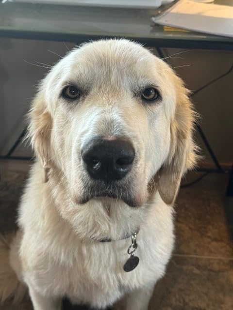 tellmeGen Koko Genetics Advanced DNA Test for Dogs, Analyzes & Identifies 415+ Breeds, Family Tree, Offers 175+ Genetic Health and Traits Reports, Lifetime Updates Included customer photo 1