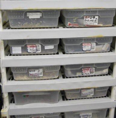 iPower Digital Heat Mat Thermostat Controller for Seed Germination, Reptiles and Brewing Breeding Incubation Greenhouse, 40-108°F, 8.3A 1000W customer photo 1