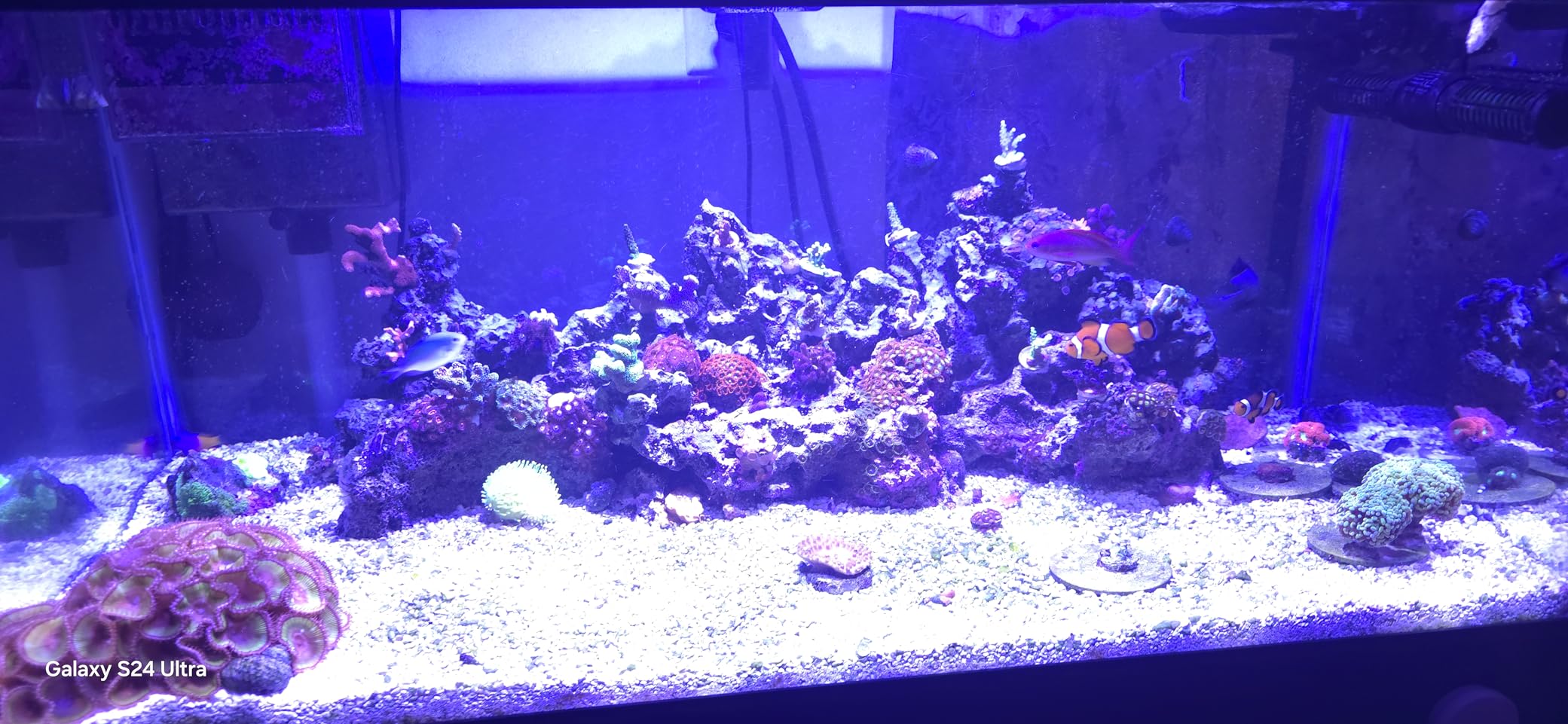 Aquarium Light-60 Watts Reef Light High Penetration Wide Coverage Sunrise Sunset Moonlight Saltwater Lights for Coral with Master Slave Group Control & Timer & Screen customer photo 1
