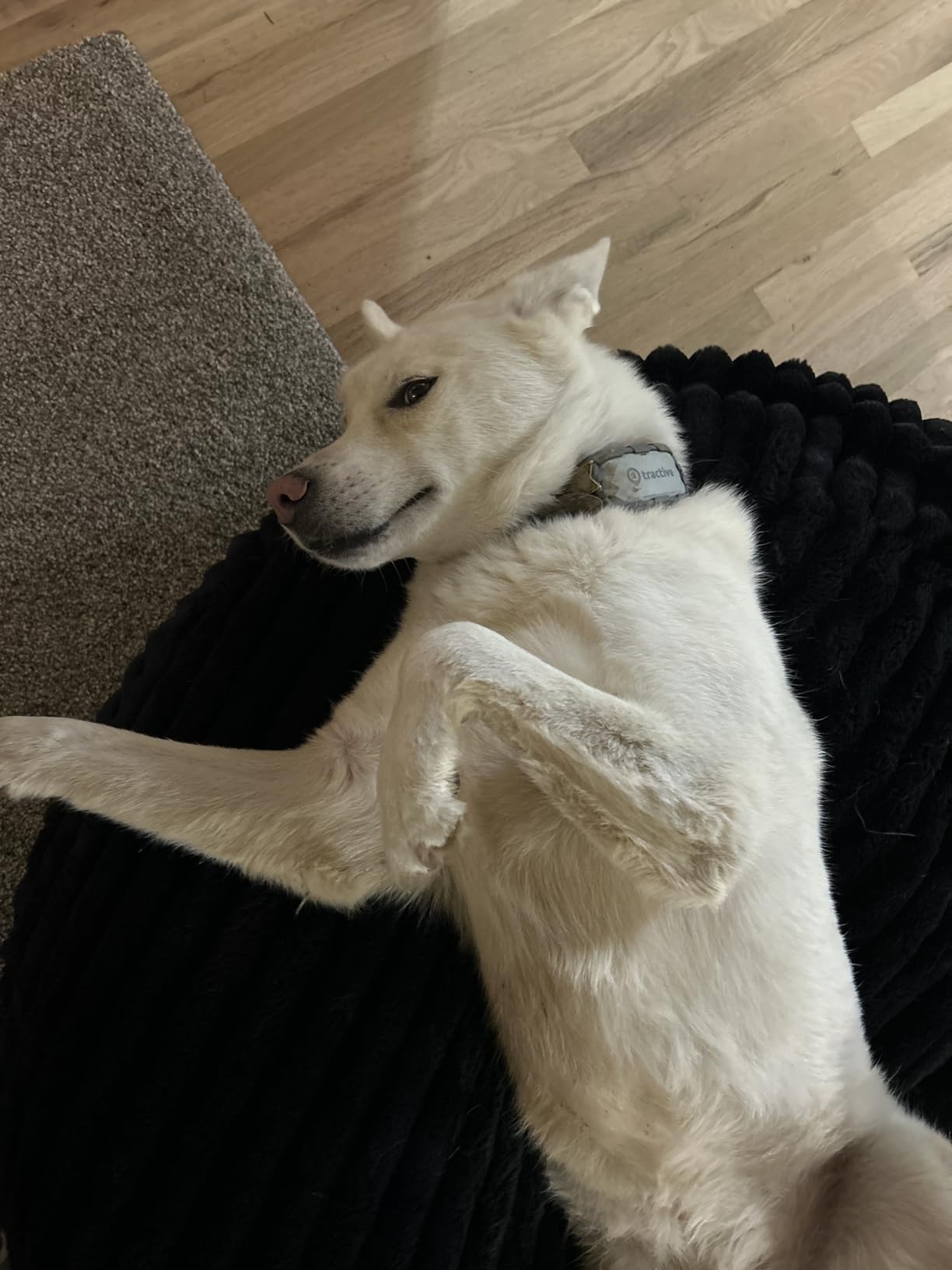 Tractive XL Smart Dog GPS Tracker | Live Pet Tracker with Virtual Fence | Vital Signs Monitoring of Heart & Respiratory Rate | Up to 1-Month Battery Life | Dog Collar Attachment (Green) customer photo 1