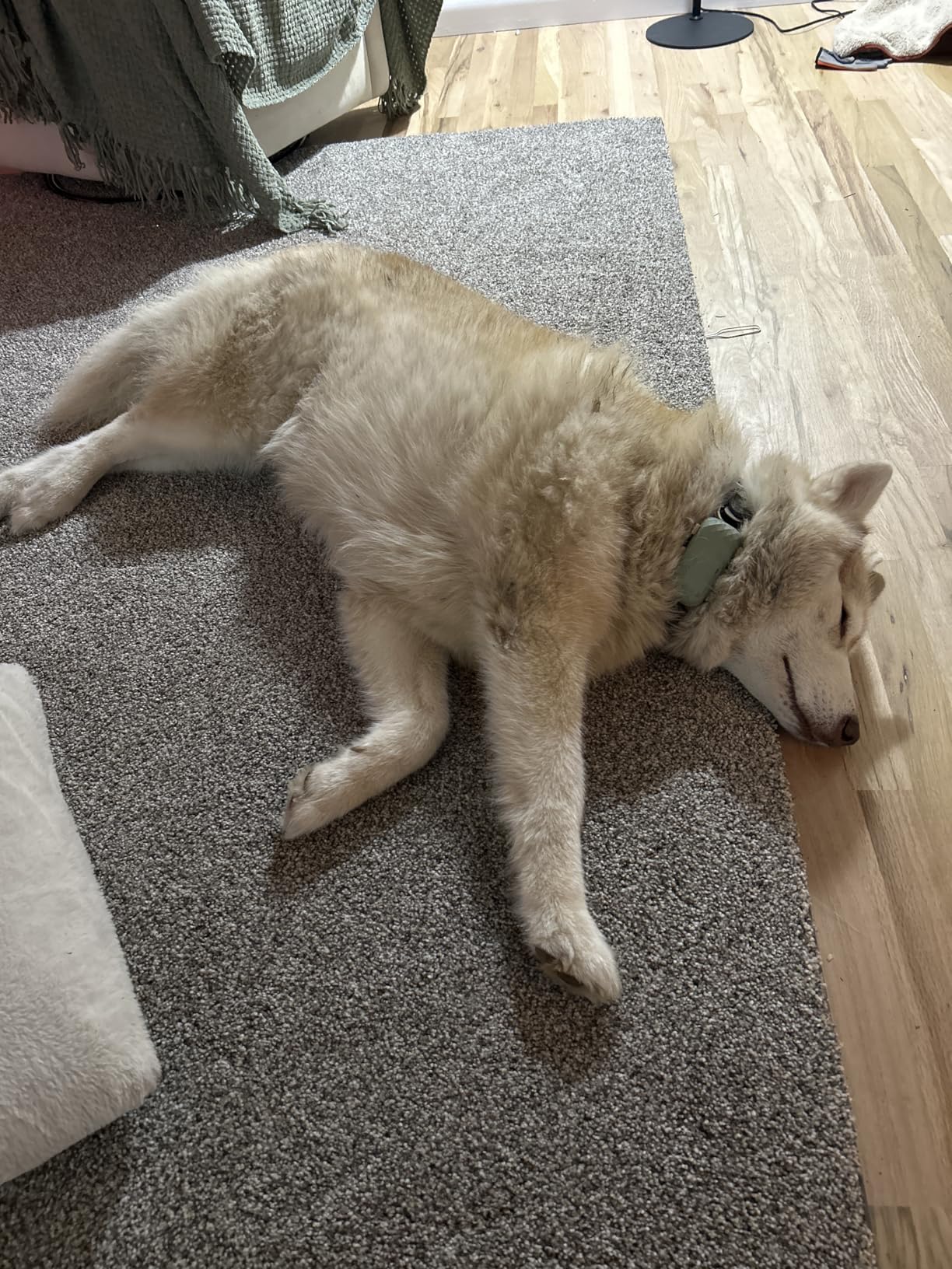 Tractive XL Smart Dog GPS Tracker | Live Pet Tracker with Virtual Fence | Vital Signs Monitoring of Heart & Respiratory Rate | Up to 1-Month Battery Life | Dog Collar Attachment (Green) customer photo 2