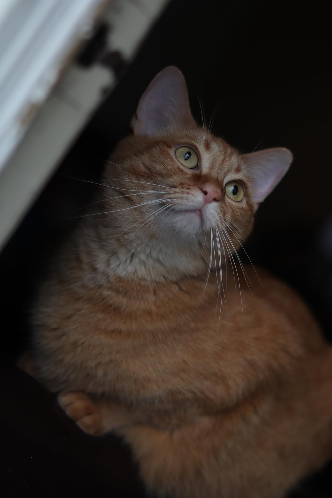 Canon EOS R100 Mirrorless Camera RF-S18-45mm F4.5-6.3 is STM Lens Kit, 24.1 Megapixel CMOS (APS-C) Sensor, 4K Video, RF Mount, Black customer photo 1