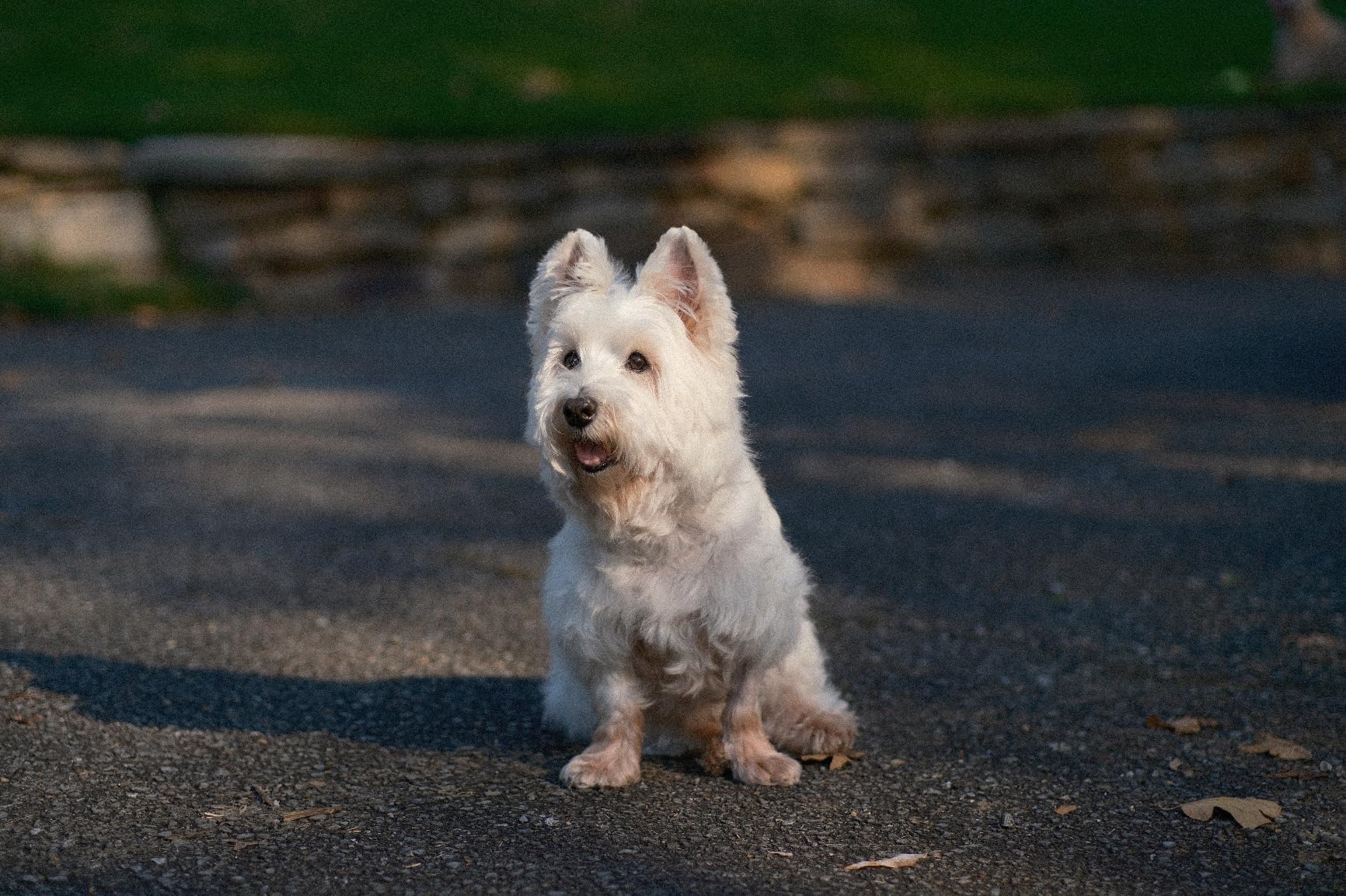 Fujifilm X-S20 Mirrorless Digital Camera XC15-45mm Lens Kit customer photo 2