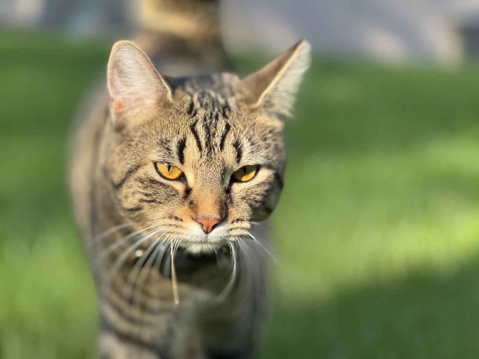 Tractive Smart Cat GPS Tracker | Real-Time Location & Wellness Monitoring for Cats 6.5 lbs+ | Territory & Location History | Up to 5-Day Battery | Breakaway Collar Included (Dark Blue) customer photo 2