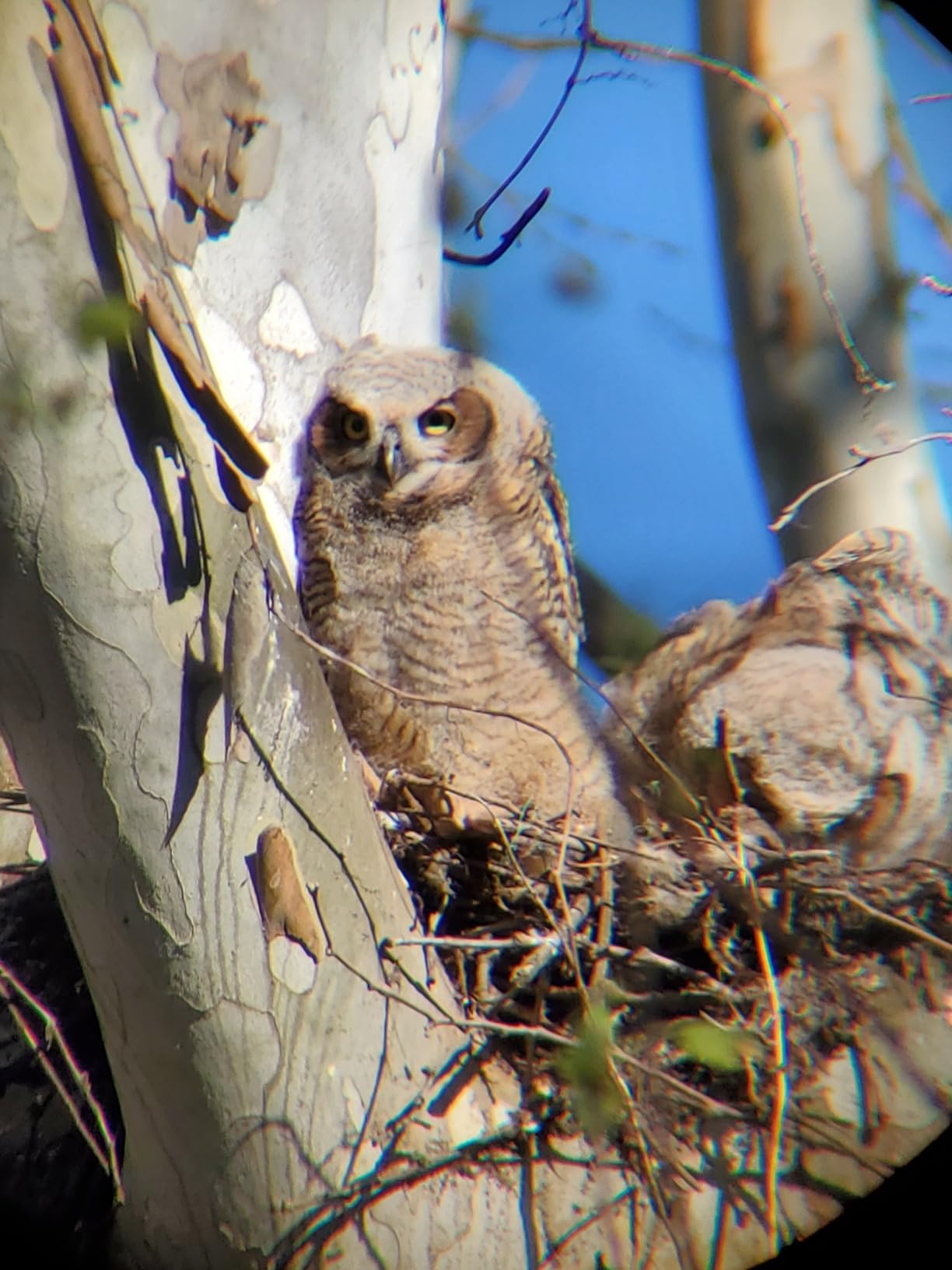 SVBONY SV28 Plus Spotting Scopes with Tripod, Angled Spotter Scope with Upgraded Phone Adapter, IP65 Waterproof Fogproof Long Range Spotting Scope for Target Shooting, Birding customer photo 1