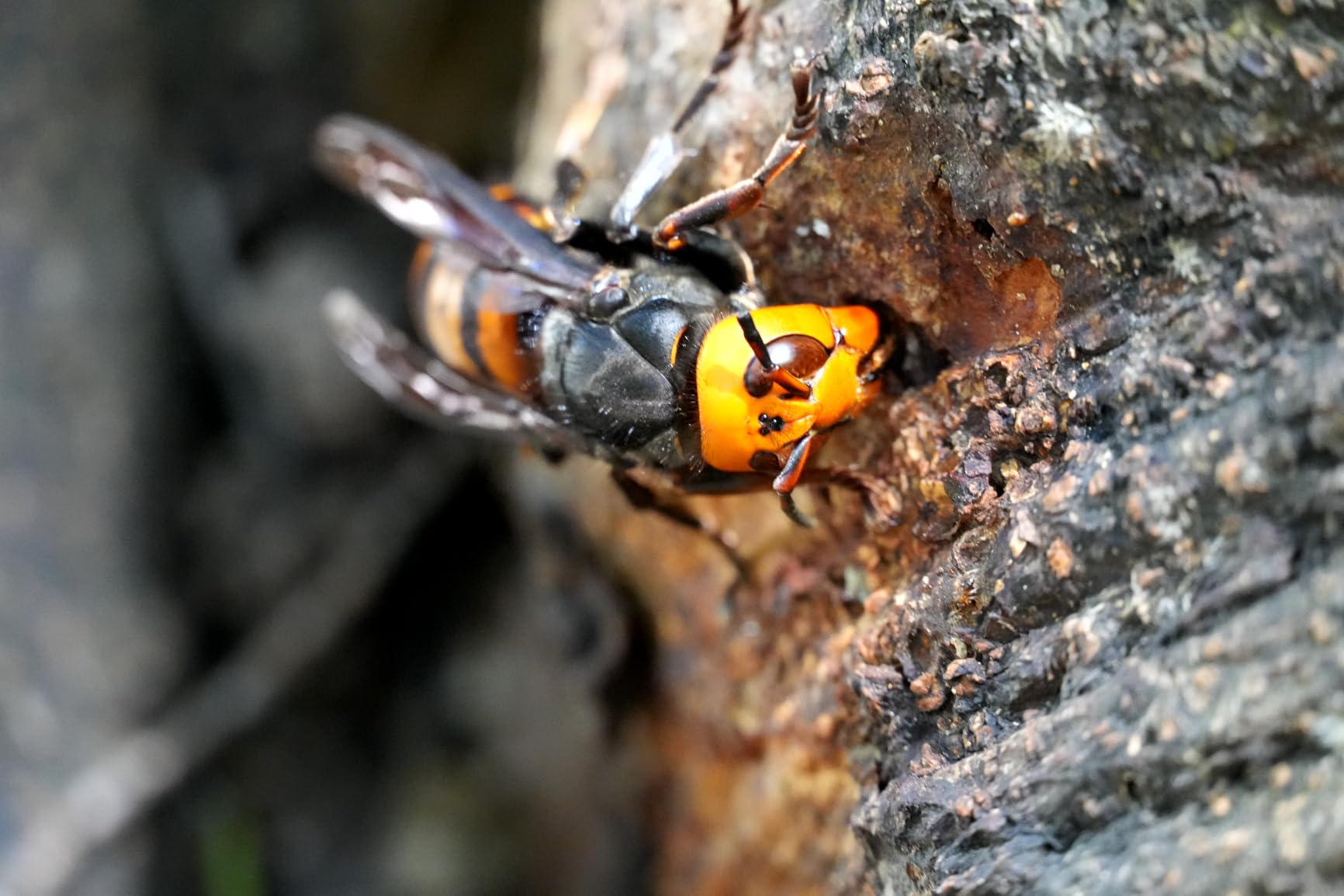 Sony Alpha 6700 APS-C Interchangeable Lens Hybrid Camera (Body Only) customer photo 1