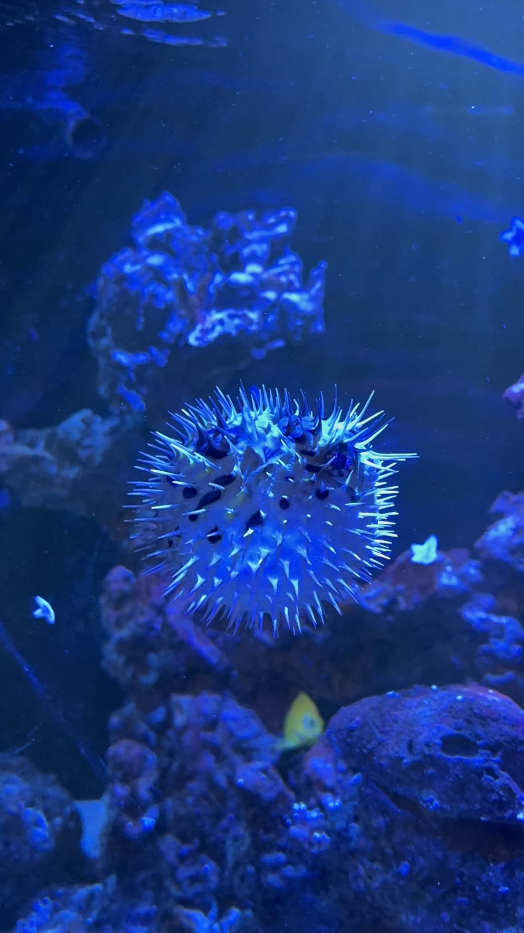 Red Sea 3-in-1 ReefATO + ATO Auto Top Off System for Aquarium | Water On Floor Alarm | App Controled with Fish Tank Temperature Probe customer photo 1