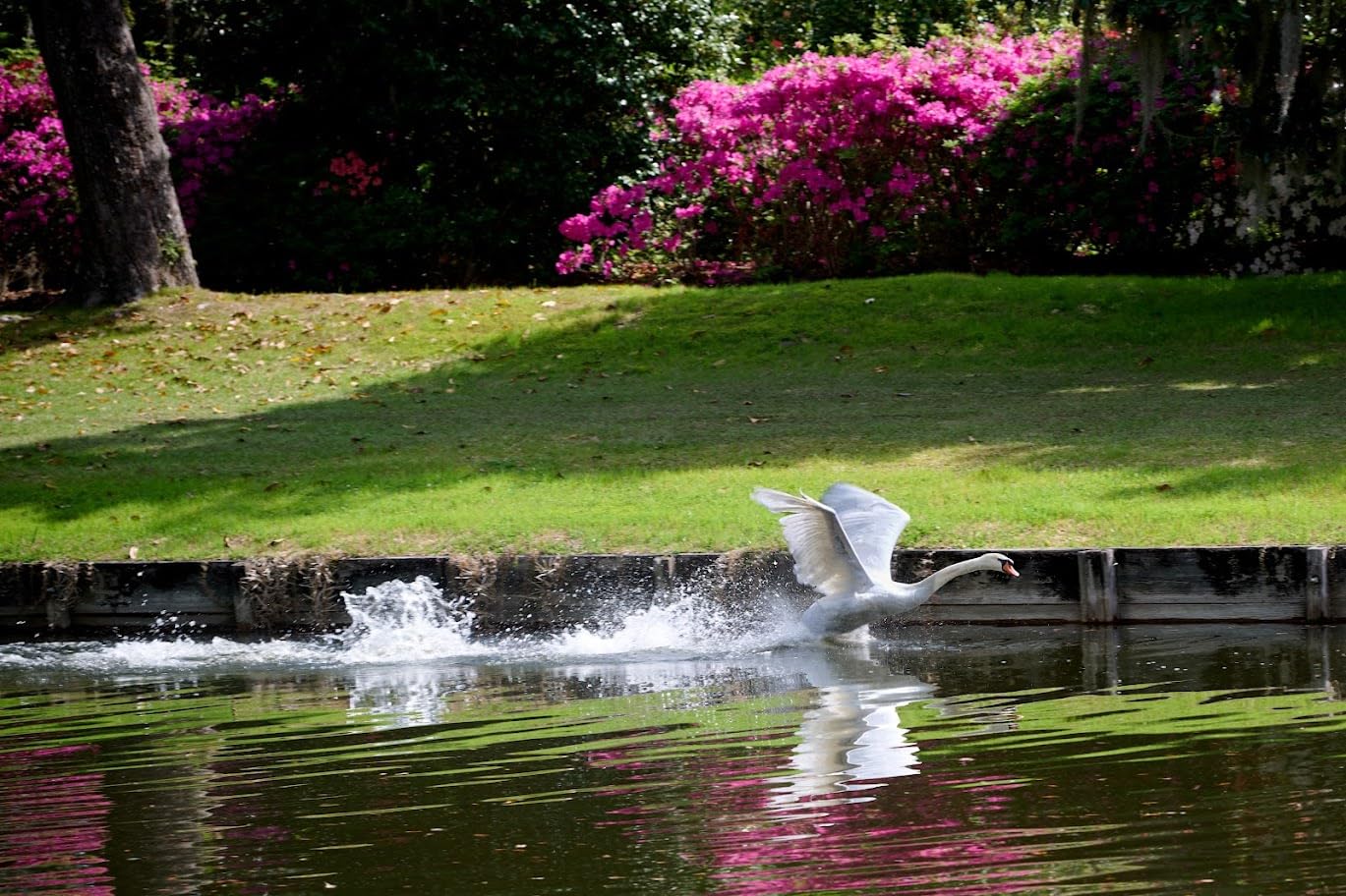 Nikon Z8 Mirrorless Camera with 24-120mm f/4 Lens and FTZ II Adapter Kit customer photo 1