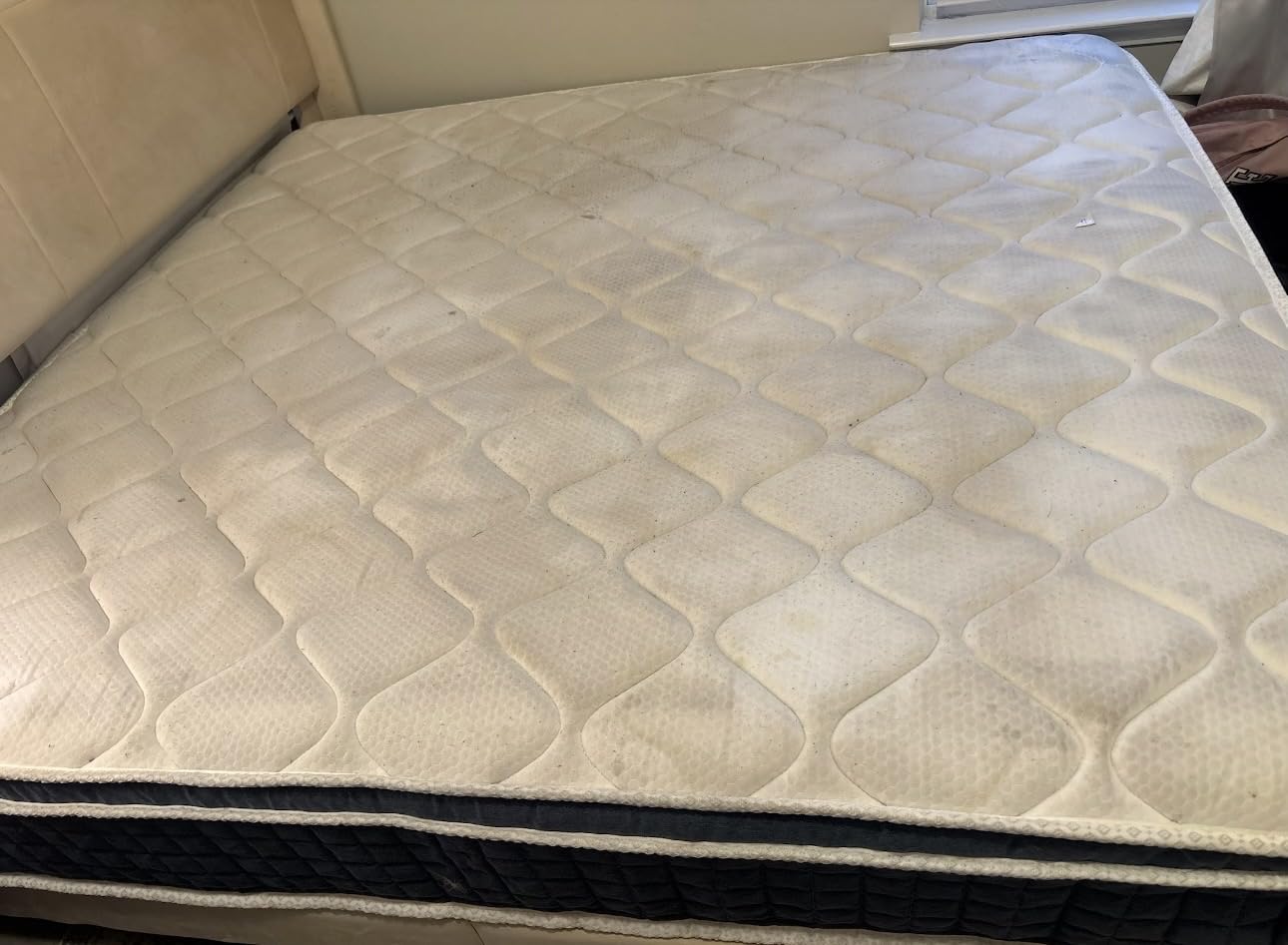 BISSELL TurboClean Pet XL Upright Carpet Cleaner, Upholstery Tough Stain Tool & Formula included, 3746 customer photo 2