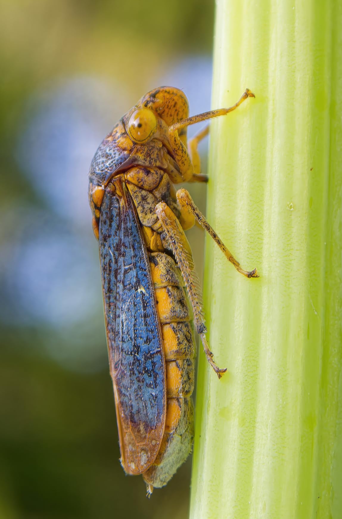 OM System OLYMPUS Tough TG-7 Red Underwater Camera, Waterproof, Freeze Proof, 4K Video 44x Macro Shooting customer photo 1