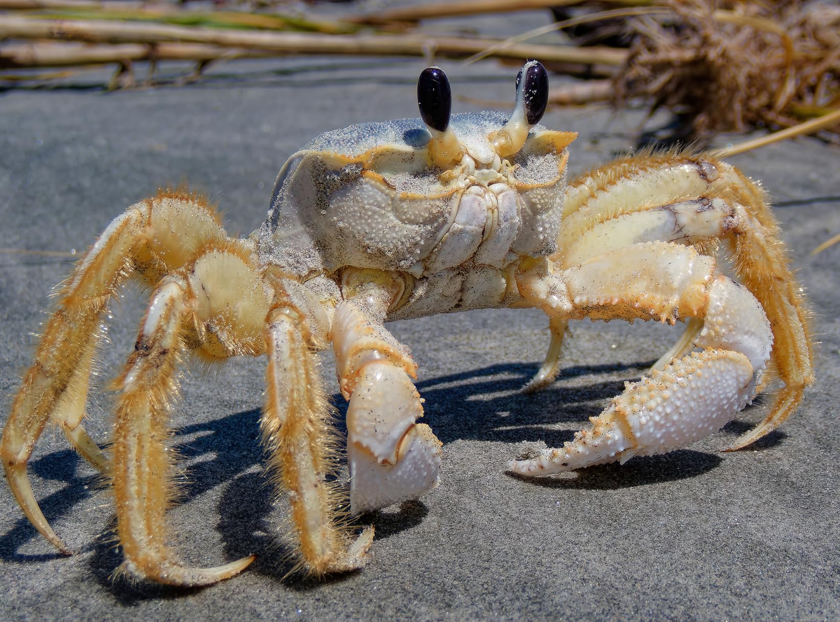 OM System OLYMPUS Tough TG-7 Red Underwater Camera, Waterproof, Freeze Proof, 4K Video 44x Macro Shooting customer photo 2