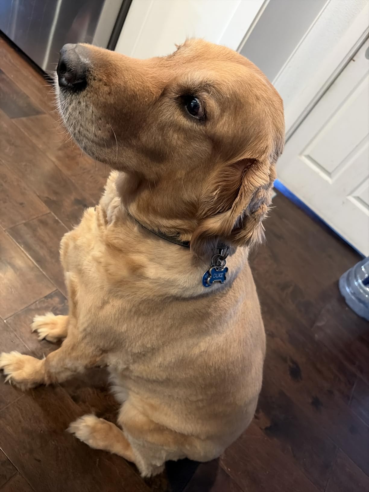 Dog Grooming Kit with Vacuum, 15000Pa Pet Hair Clipper and Shedding Brush, 50dB Low Noise, 2L Capacity, White customer photo 1