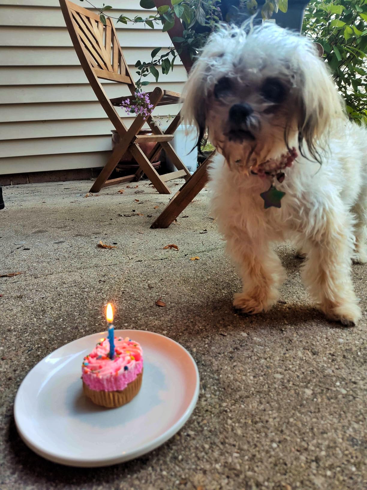 Embark Dog Age Test Kit - Estimates Age and Birthday - DNA Methylation - Best for Dogs Past Puppy Stage - Includes Life Stage Care Tips - Great for Rescue Dogs customer photo 1