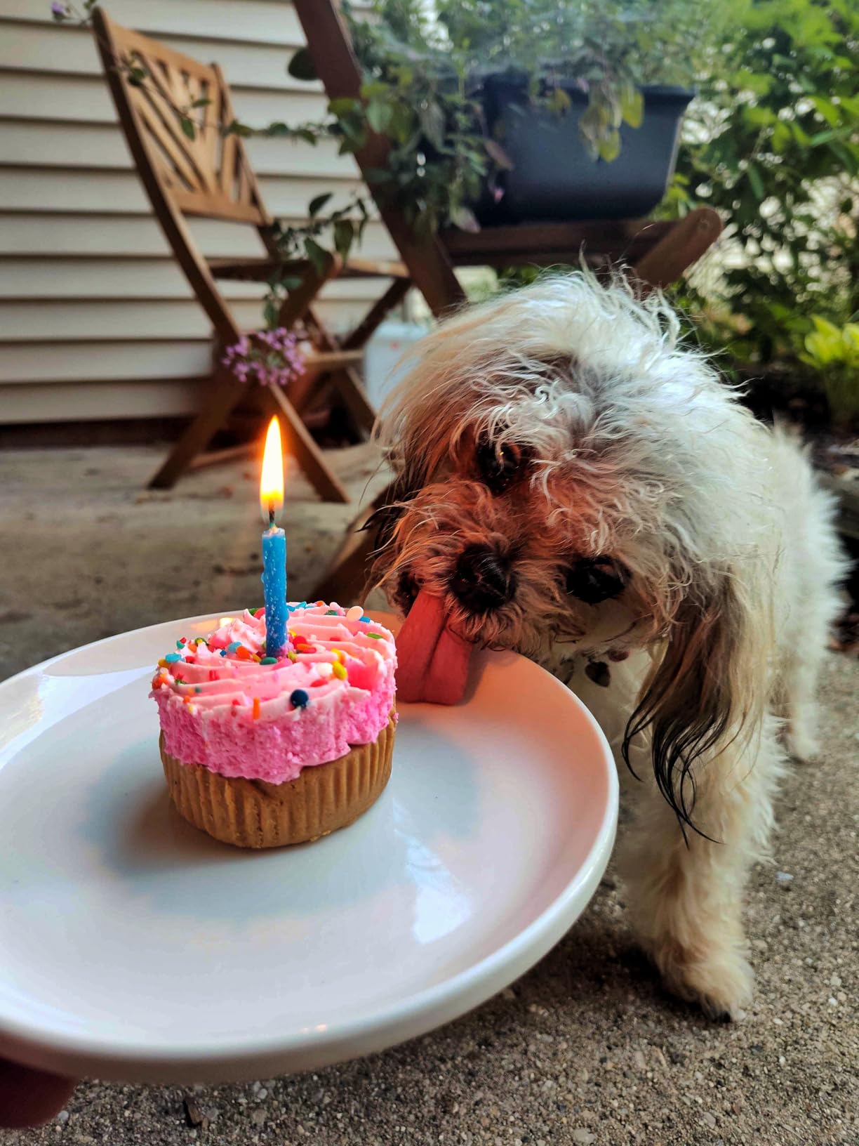 Embark Dog Age Test Kit - Estimates Age and Birthday - DNA Methylation - Best for Dogs Past Puppy Stage - Includes Life Stage Care Tips - Great for Rescue Dogs customer photo 2