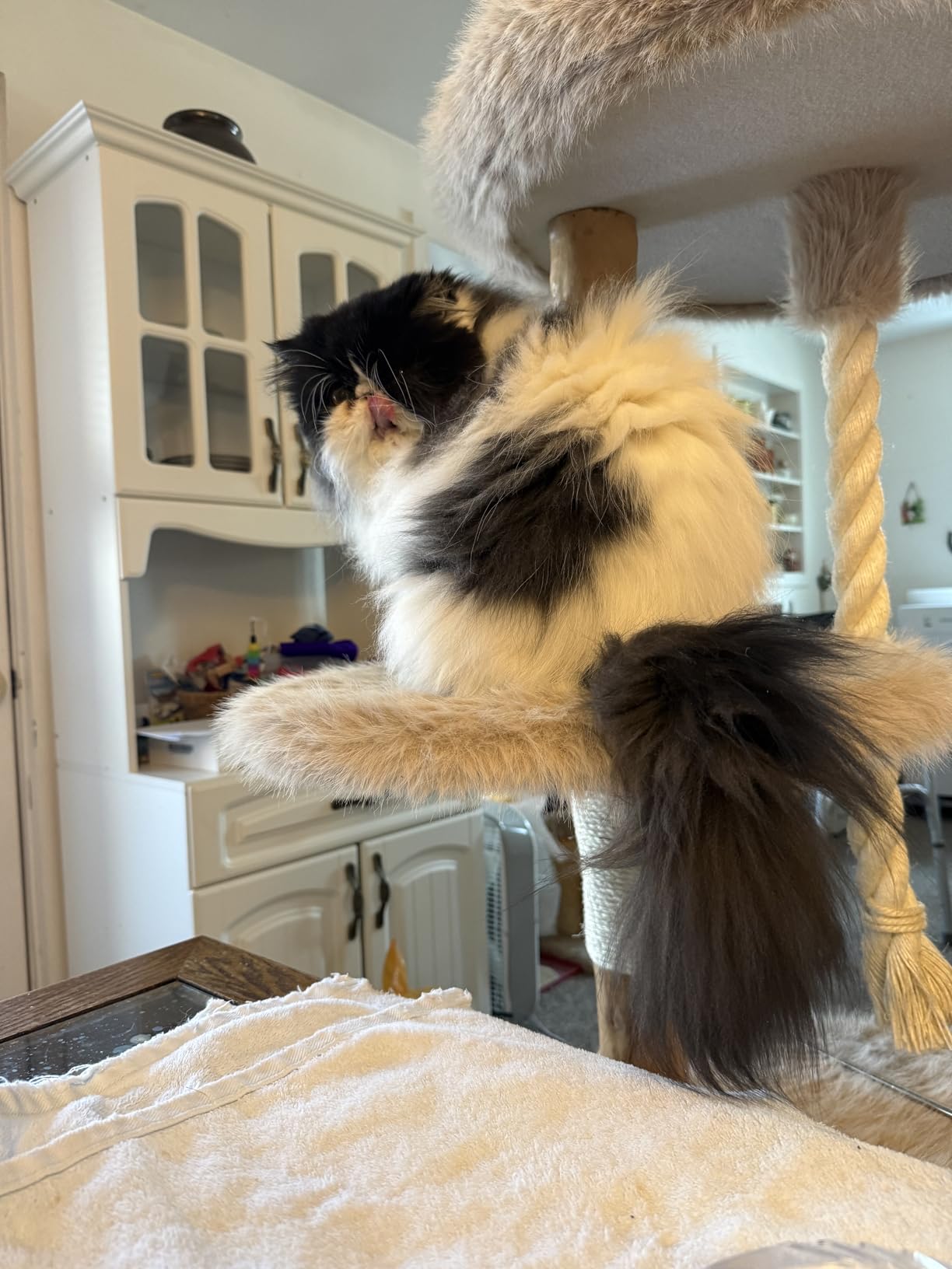 Dyson V15 Detect Plus Cordless Vacuum, Illumination Reveals dust, 240AW, 3 Power Modes, Up to 60 Minutes, Deep Cleans Hard Floors and Carpets, Detangles pet Hair, Converts to Handheld customer photo 1