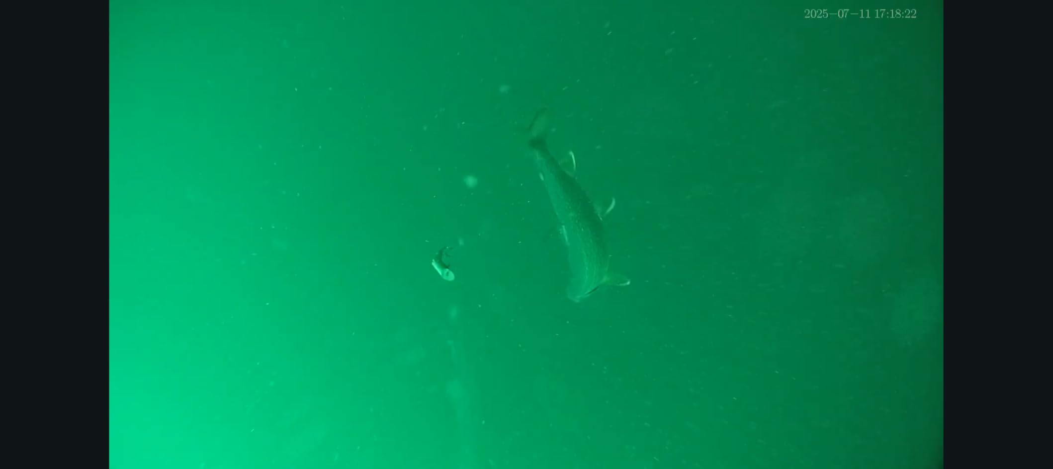 CanFish Fishing CamX Fishing Finders Camera,Lure Action Camera HD 1080P &136 Degree Ultra-Wide-Angle,656FT ROV Waterproof/Motion Sensing/Segmented Intelligent Recording/Wireless Charge/App Compatible (Grey) customer photo 1