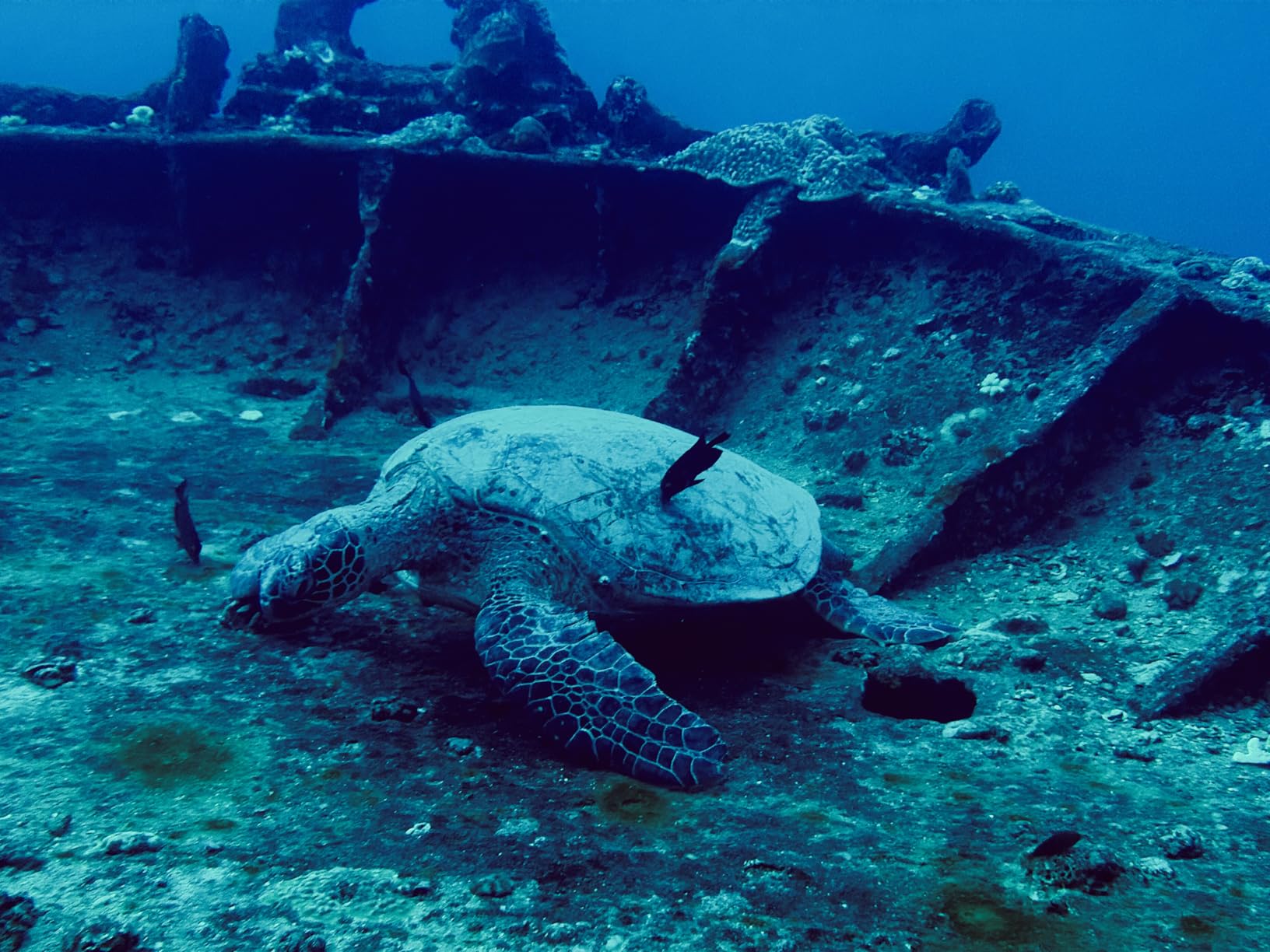 SeaLife SportDiver Ultra Underwater Smartphone Scuba Housing - Dive to 130', Waterproof Photography customer photo 1