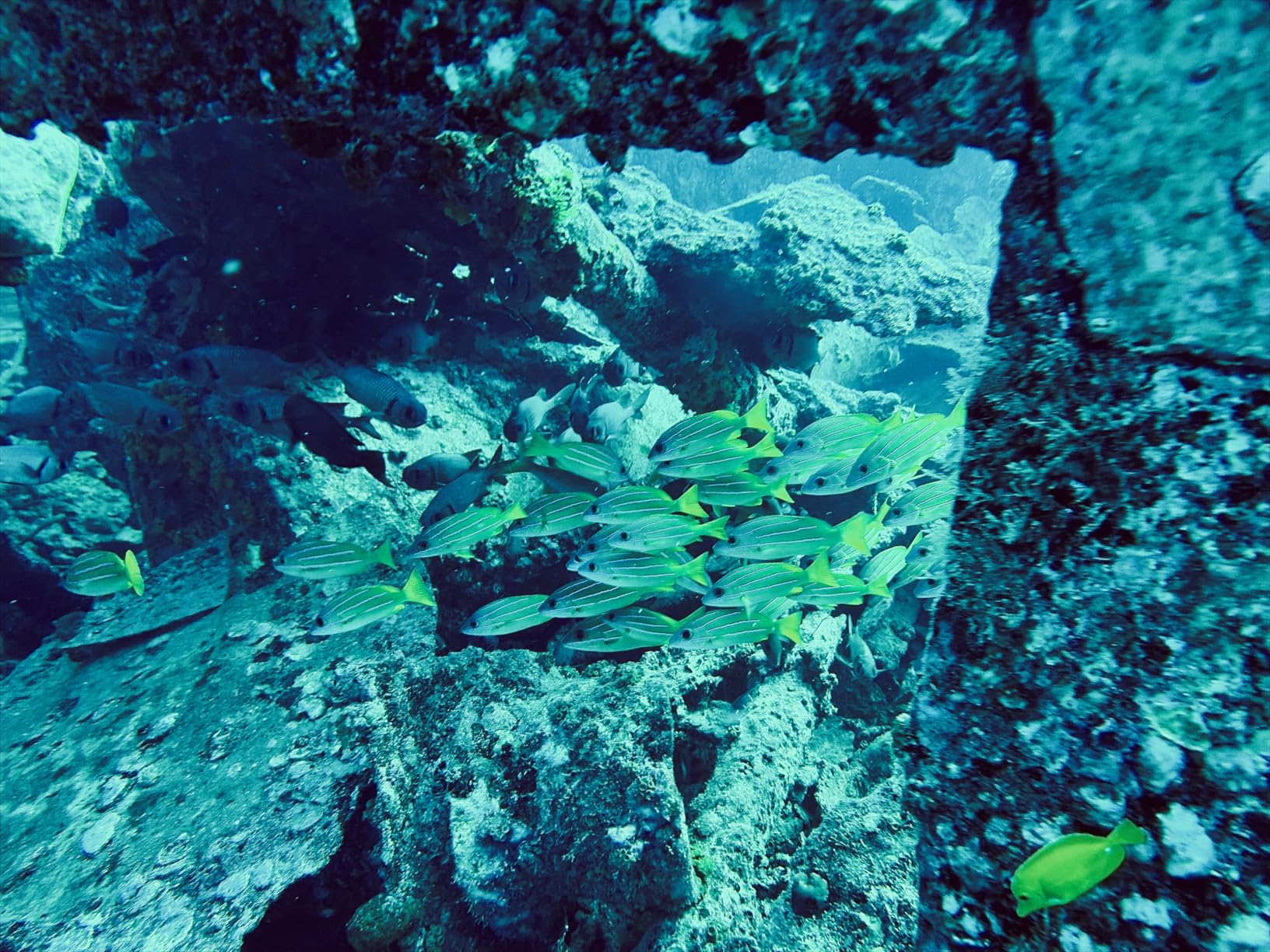 SeaLife SportDiver Ultra Underwater Smartphone Scuba Housing - Dive to 130', Waterproof Photography customer photo 2