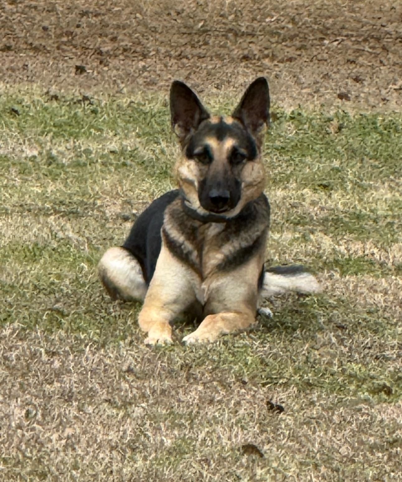 SpotOn GPS Wireless Dog Fence Collar, Accurate & Reliable, Unlimited Fences, Extended Battery Life Mode, No Subscription, Built in USA, Omni Collar Model, Medium Dog Breed Neck Size 12