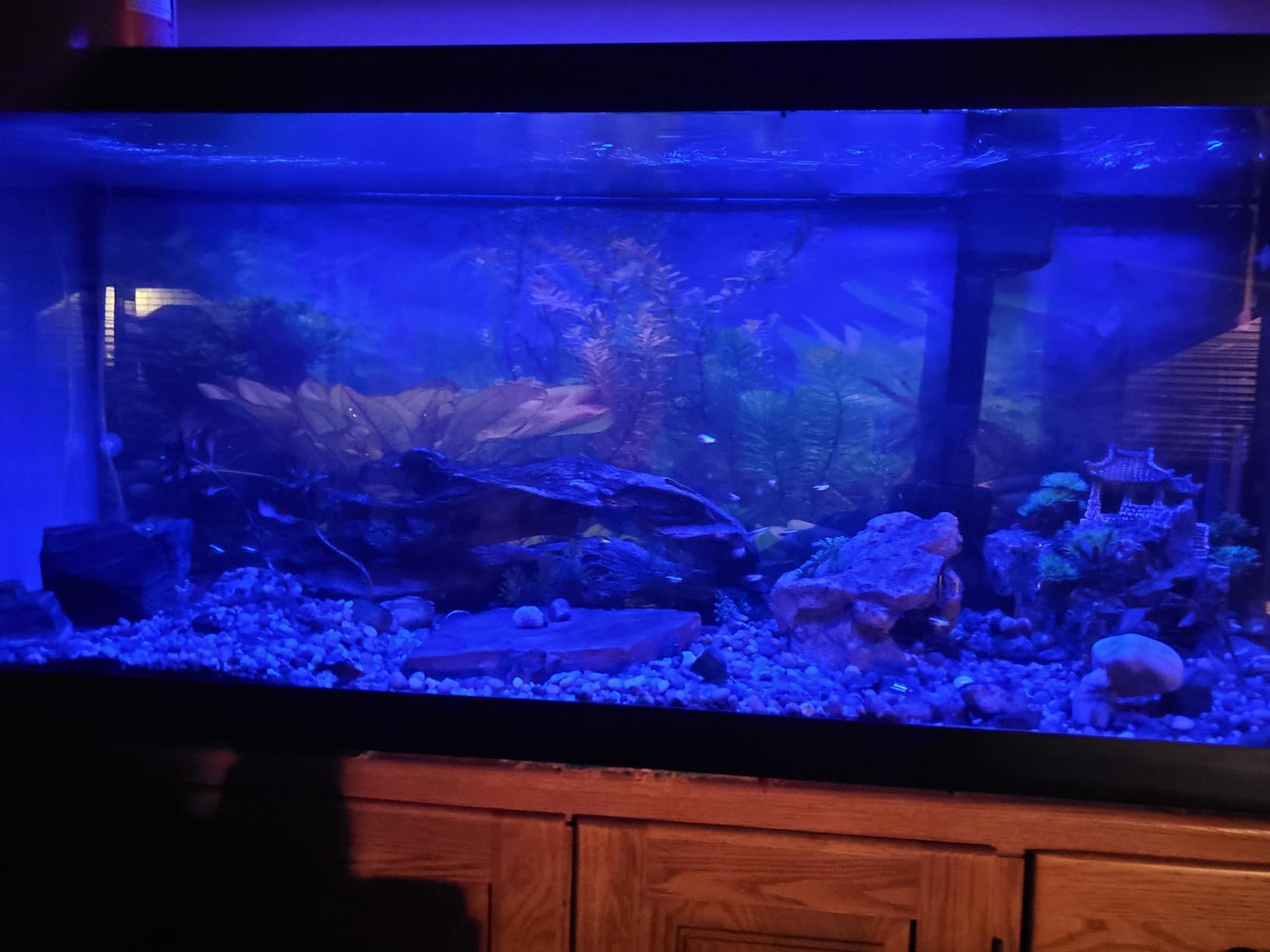 AQQA LED Aquarium Light, 24/7 Mode IP68 Waterproof Extendable Bracket Fish Tank Light, DIY Mode Full Spectrum Aquarium Plant Light, Adjustable Timer/Brightness Memory Function for 18-24 Inch Fish Tank customer photo 1