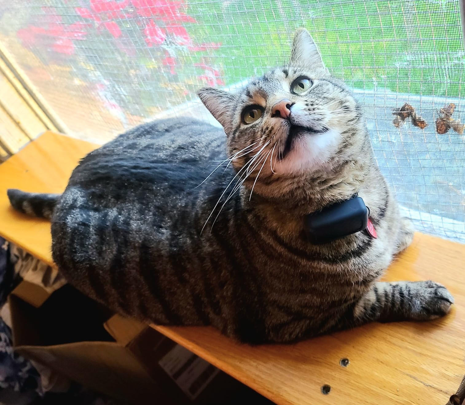 Tractive Smart Cat GPS Tracker | Real-Time Location & Wellness Monitoring for Cats 6.5 lbs+ | Territory & Location History | Up to 5-Day Battery | Breakaway Collar Included (Mint) customer photo 1