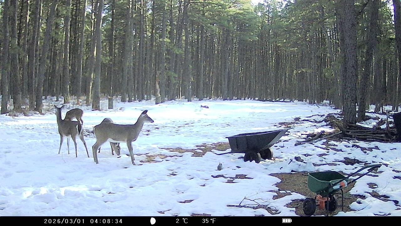 KJK 2 Pack Trail Cameras 36MP 2.7K, 32G SD Card and 8AA Batteries, Game Camera with Night Vision Motion ActivatedWaterproof lP66 0.1s Trigger Time w/ 130°Wide-Angle TrailCam for Wildlife Monitoring customer photo 1