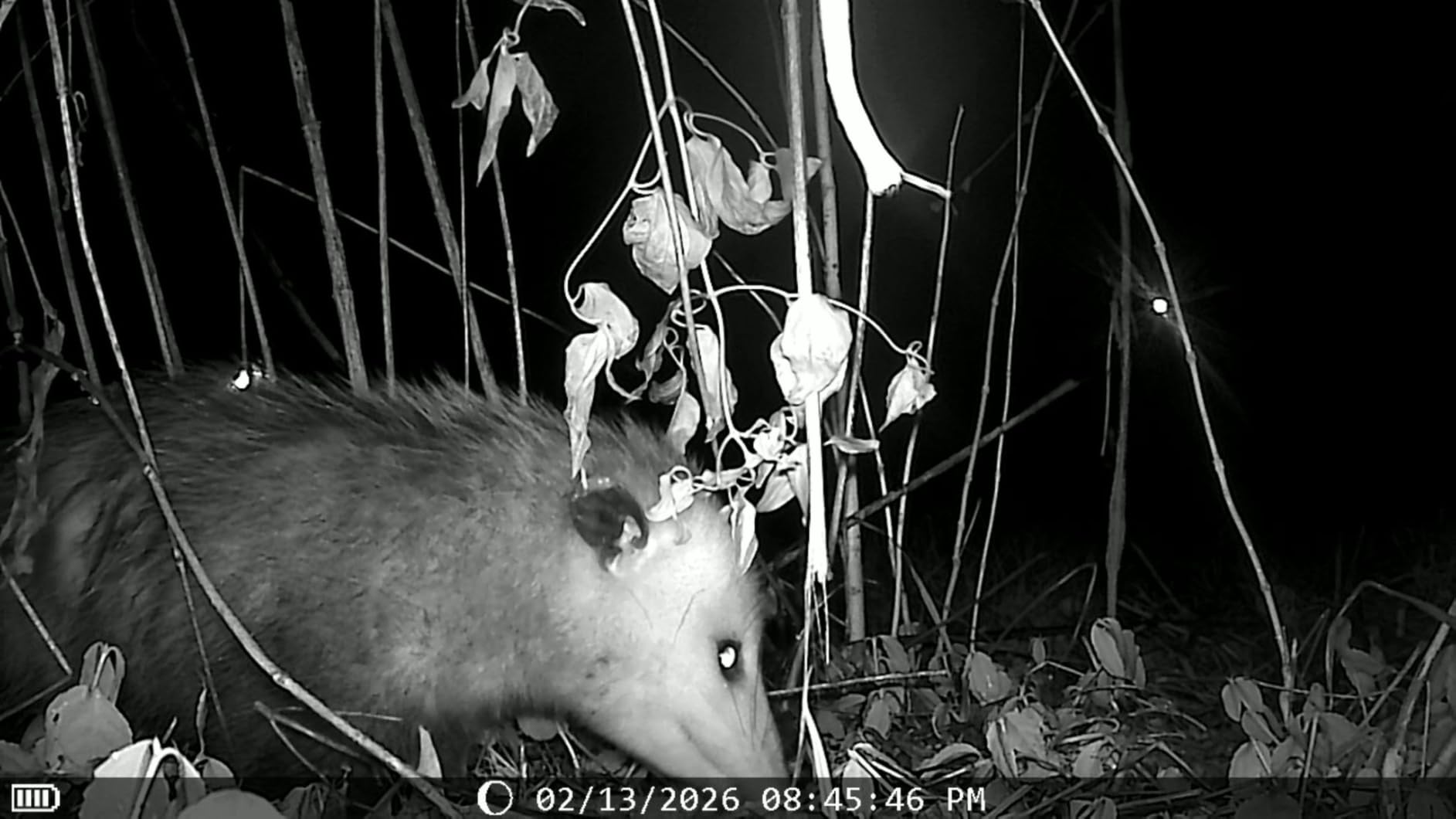 KJK 2 Pack Trail Cameras 36MP 2.7K, 32G SD Card and 8AA Batteries, Game Camera with Night Vision Motion ActivatedWaterproof lP66 0.1s Trigger Time w/ 130°Wide-Angle TrailCam for Wildlife Monitoring customer photo 2