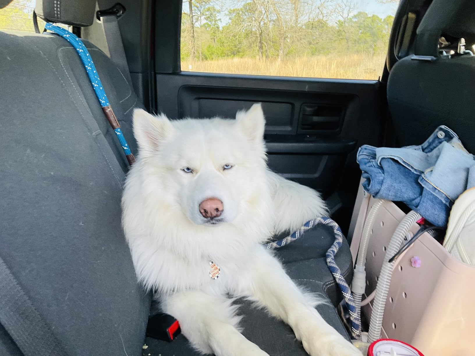 Tractive Smart Dog GPS Tracker | Live Pet Tracker with Virtual Fence | Vital Signs Monitoring of Heart & Respiratory Rate | Bark Monitoring | Dog Collar Attachment (Black) customer photo 1