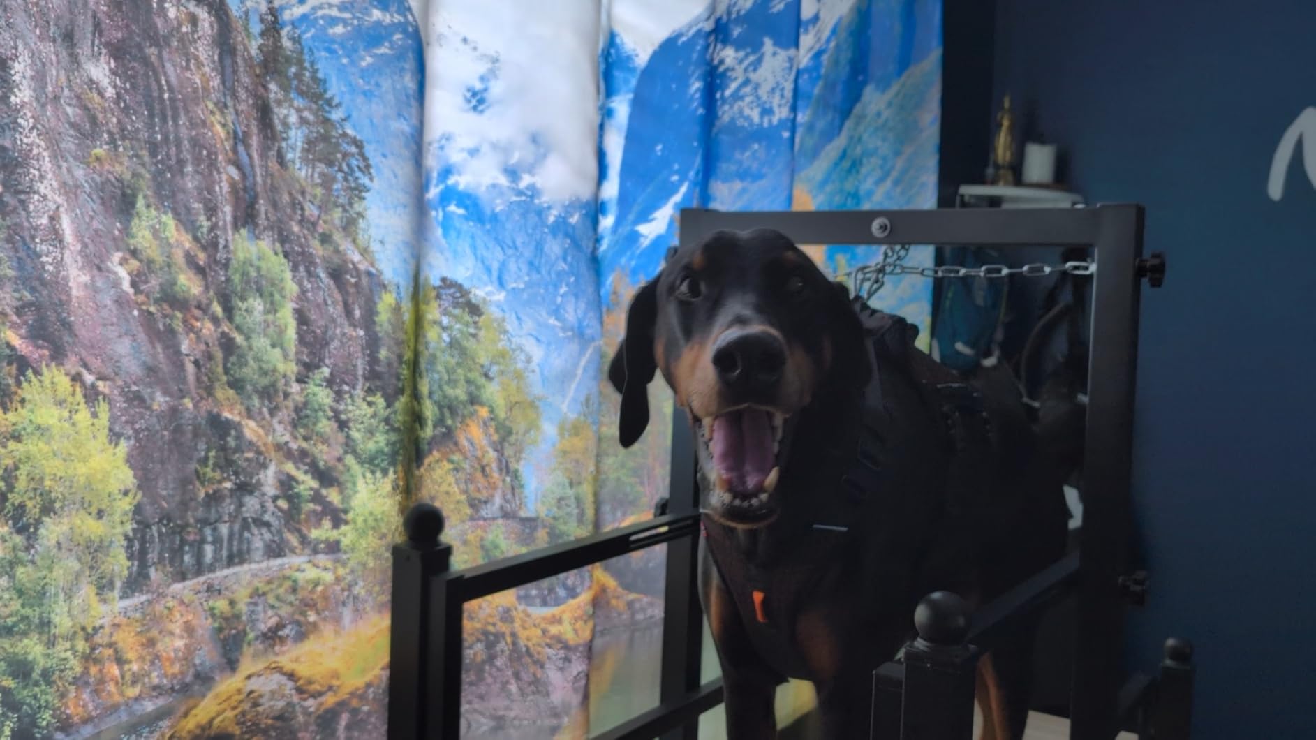 PawPaw's Dog Treadmill for Large Dogs, Medium Dogs with Brake. Dog Slatmill for Healthy & Fit Dog Life, Dog Treadmill for Indoor & Outdoor. Treadmill for Dogs up to 330 lbs customer photo 2