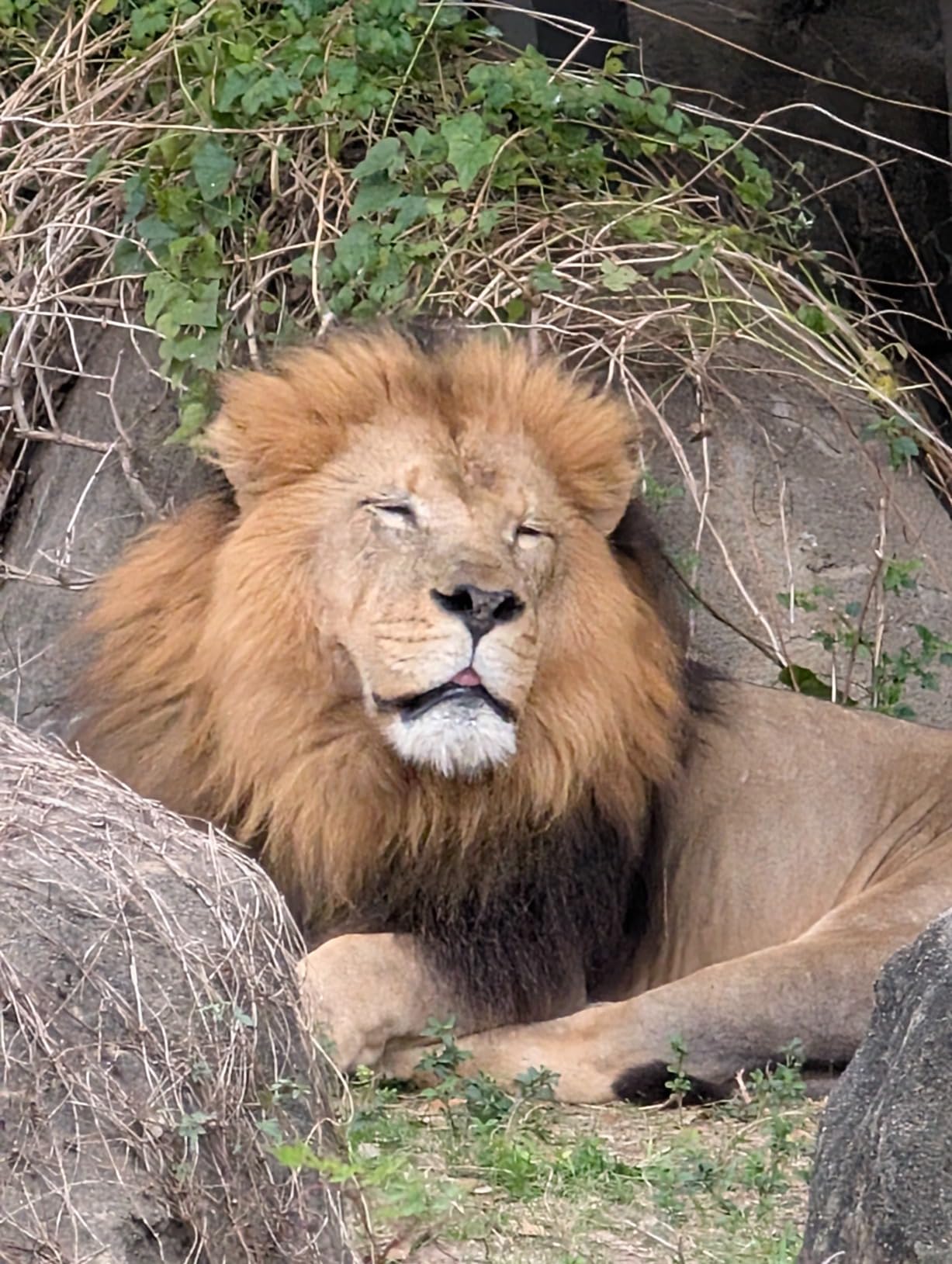 Pixel 9 Pro XL - Unlocked Android Smartphone with Gemini, Triple Rear Camera System, 24-Hour Battery, and 6.8