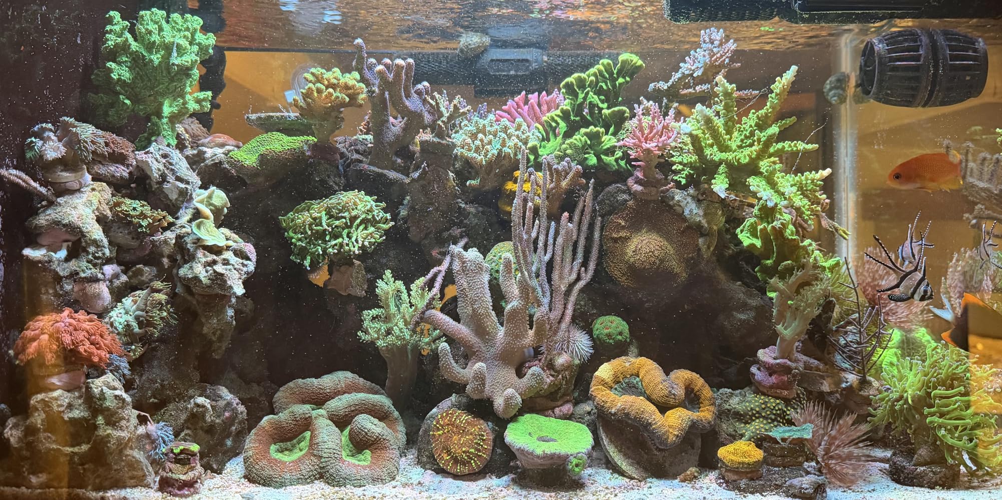 NICREW HyperReef 100 Gen 2 Reef LED Light, 100W Reef Aquarium Lighting for SPS LPS Corals and Saltwater Fish Tanks, Enhanced Violet and Blue Spectrum, Wide Angle Lens, 5 Channels Fully Programmable customer photo 1