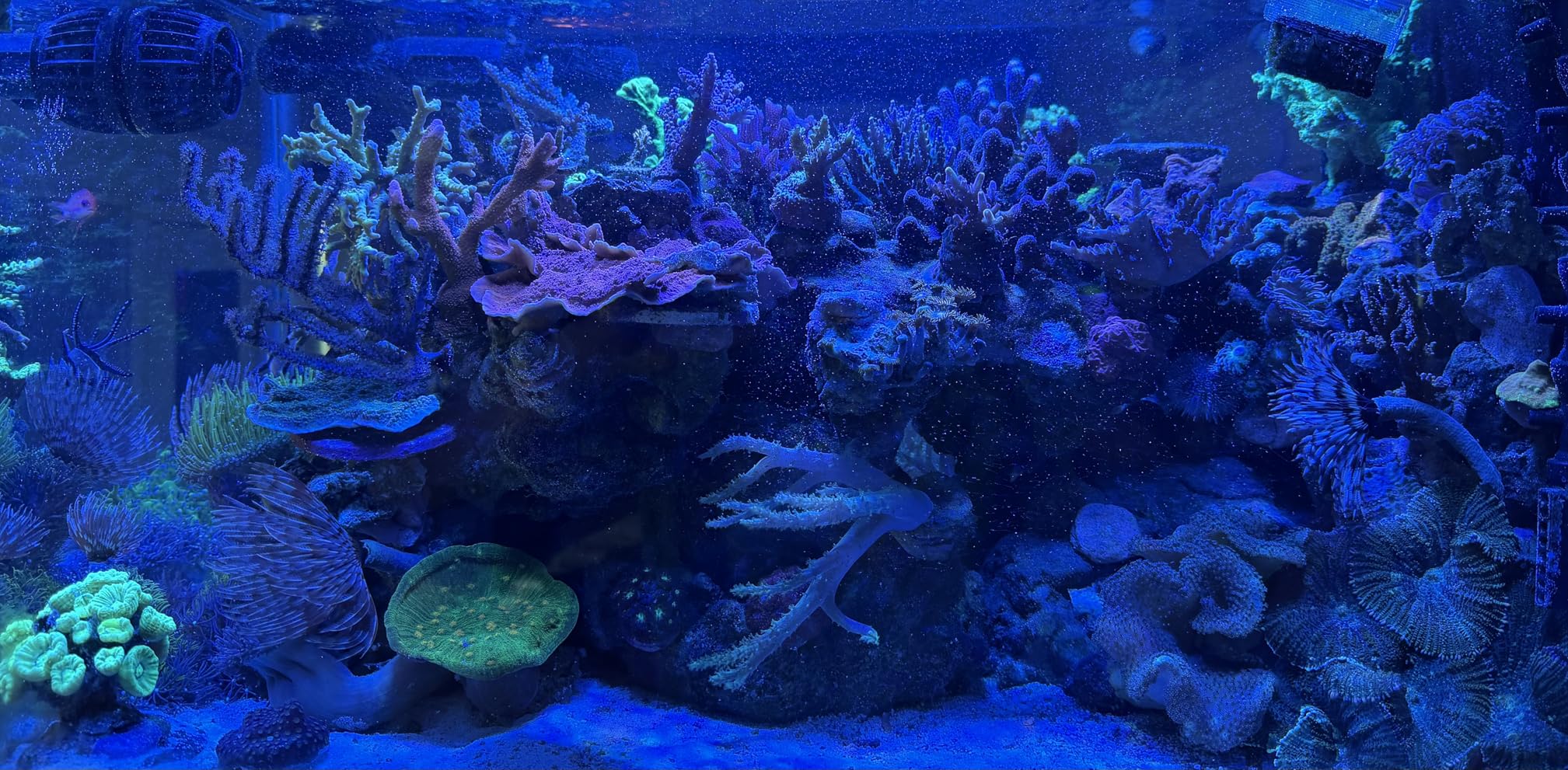 NICREW HyperReef 100 Gen 2 Reef LED Light, 100W Reef Aquarium Lighting for SPS LPS Corals and Saltwater Fish Tanks, Enhanced Violet and Blue Spectrum, Wide Angle Lens, 5 Channels Fully Programmable customer photo 2