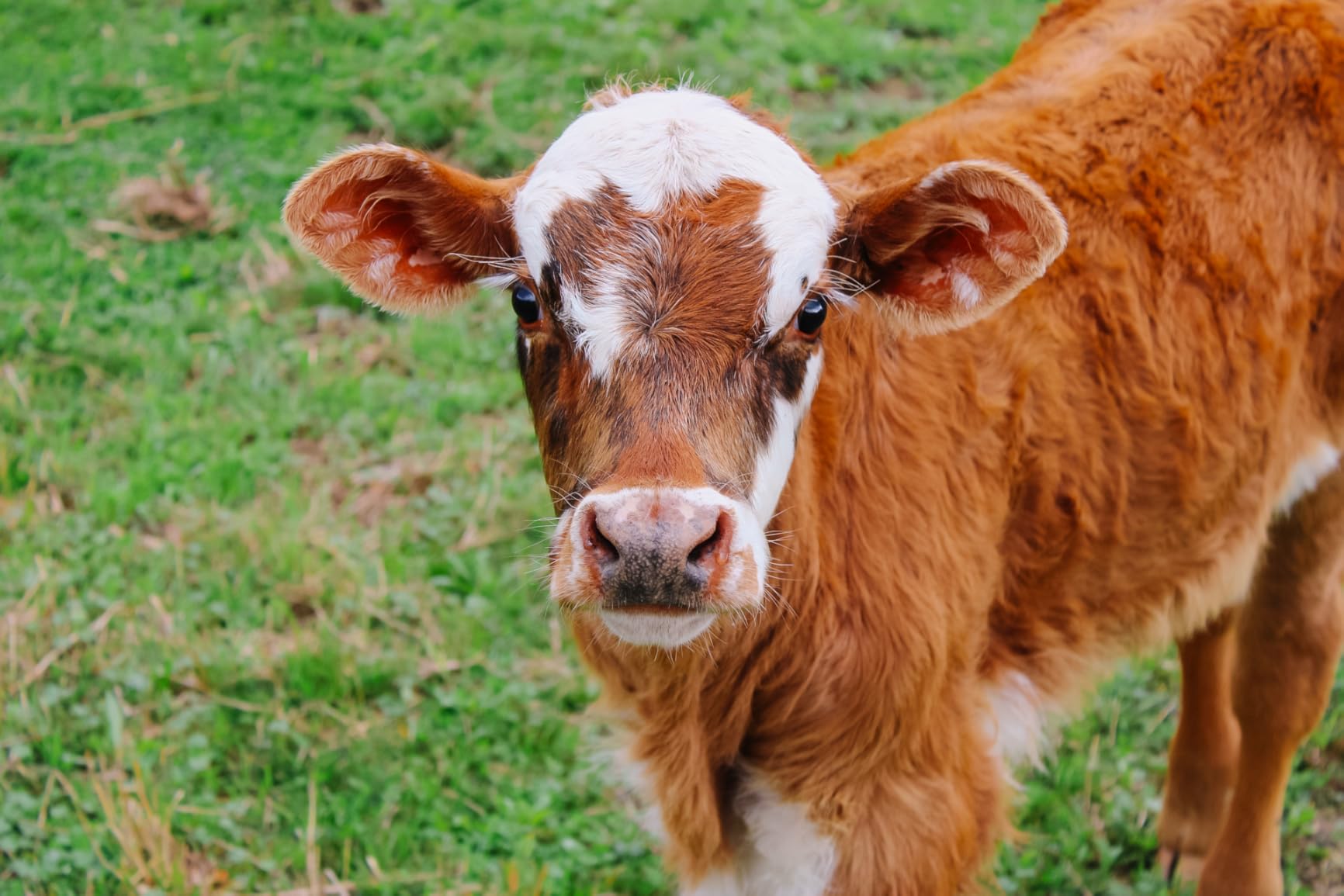 Canon EOS 2000D / Rebel T7 DSLR Camera w/EF-S 18-55mm F/3.5-5.6 Zoom Lens + 64GB Memory, LED Video Light, Case, Gripster Tripod, and More (Essential Bundle) (Renewed) customer photo 2