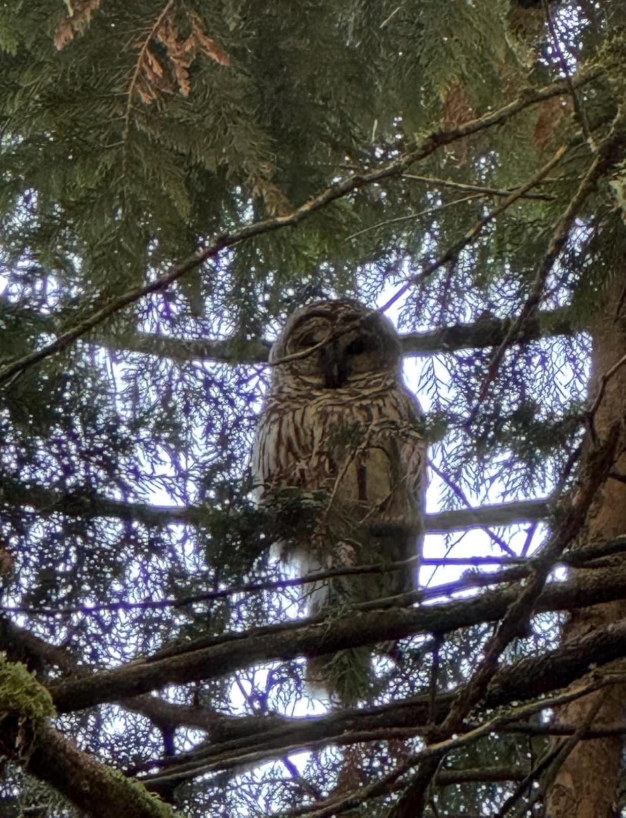 Gosky 20-60x85 Spotting Scope with Full Size Tripod, Phone Adapter and Cleaning Kit, Spotting Scopes for Bird Watching, Wildlife Viewing，Portable with Carrying Bag customer photo 1